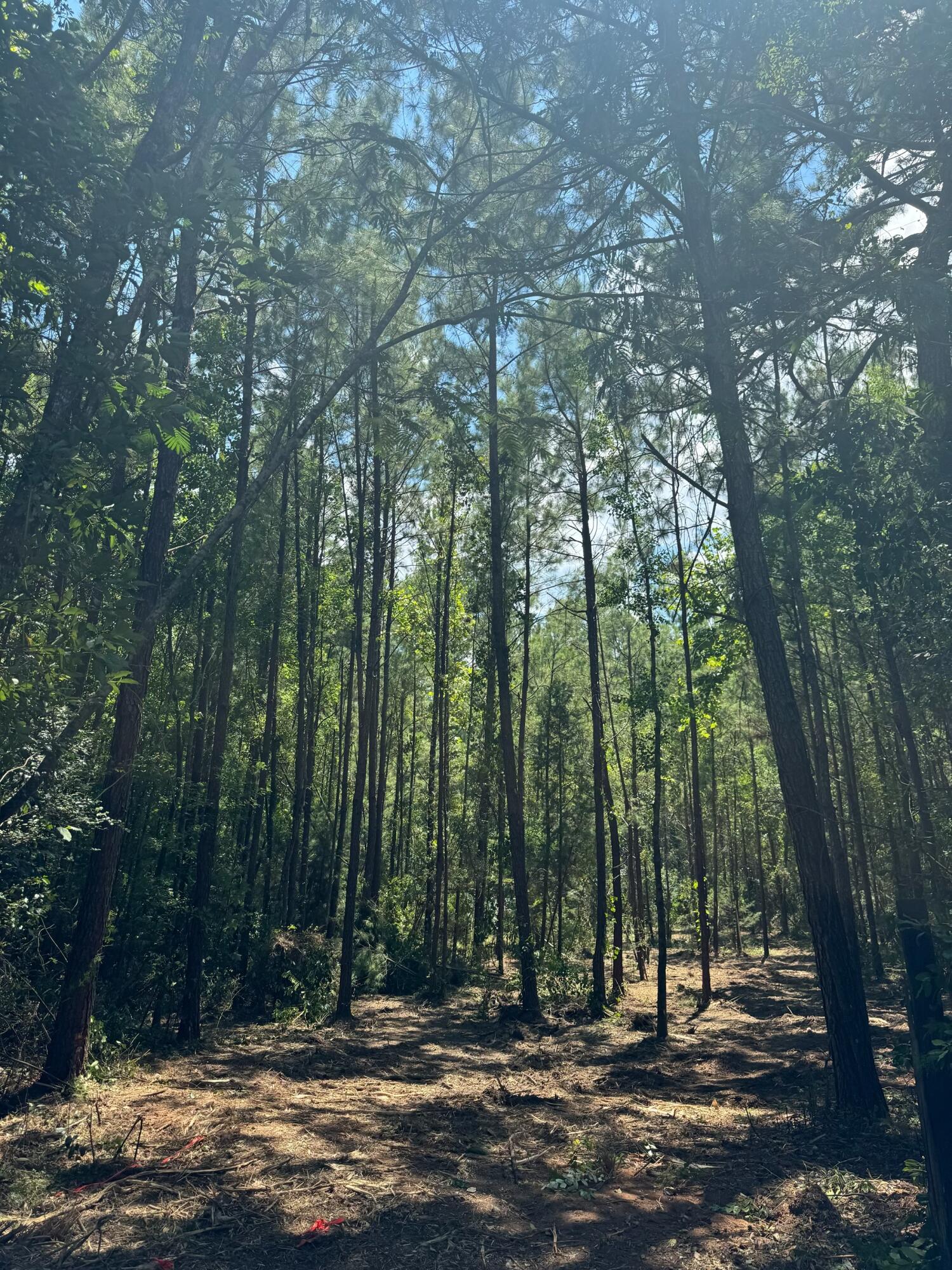6 Acres Hill Street Defuniak Springs FL 32435