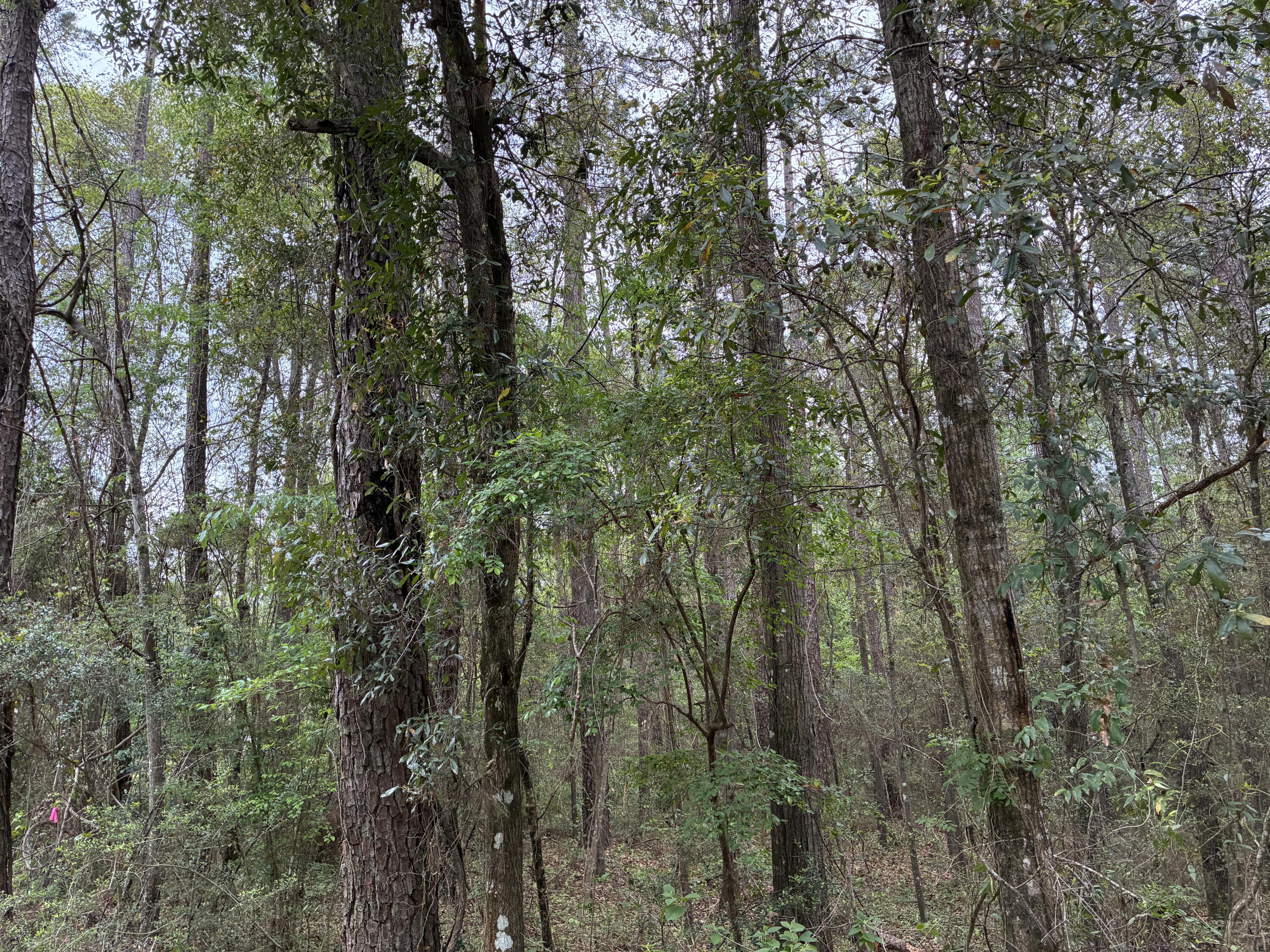 Xx S County Highway 183 Ponce De Leon FL 32455