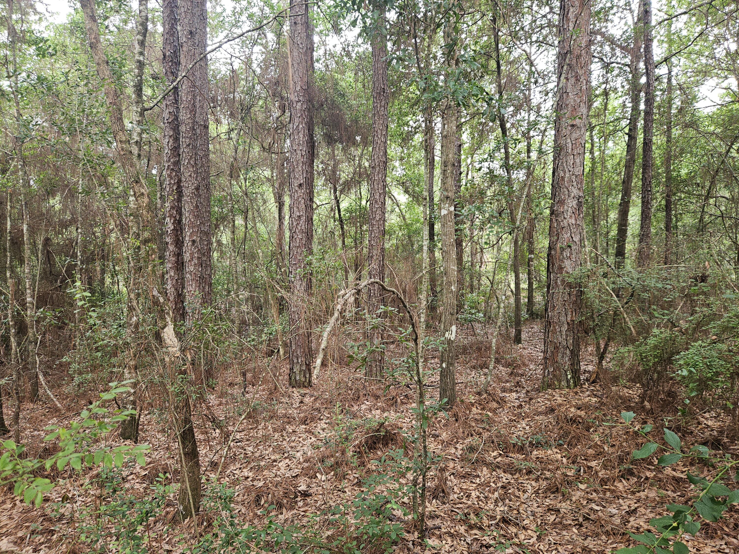 1.12 Acres Possum Ridge Road Crestview FL 32539