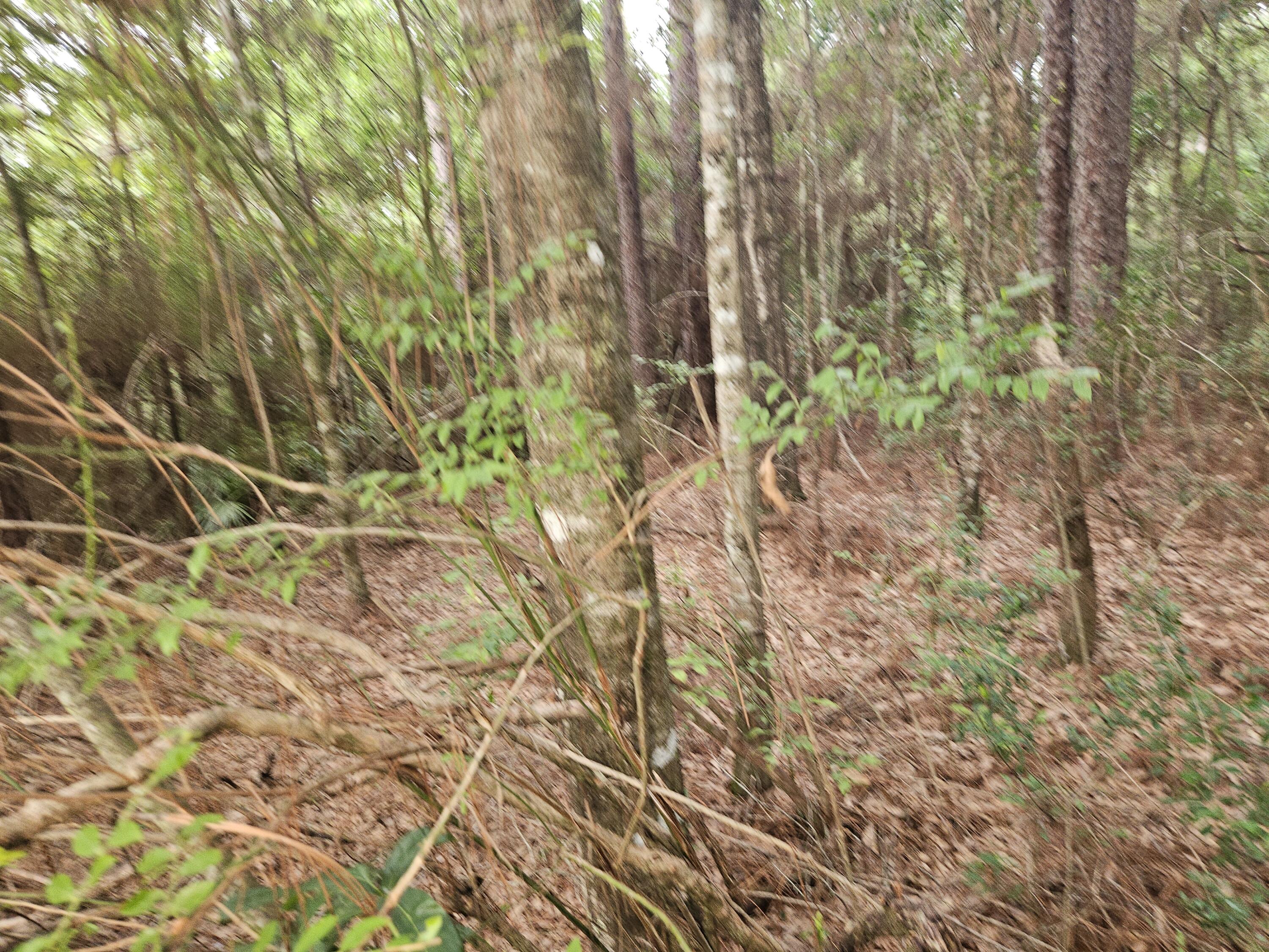 1.12 Acres Possum Ridge Road Crestview FL 32539