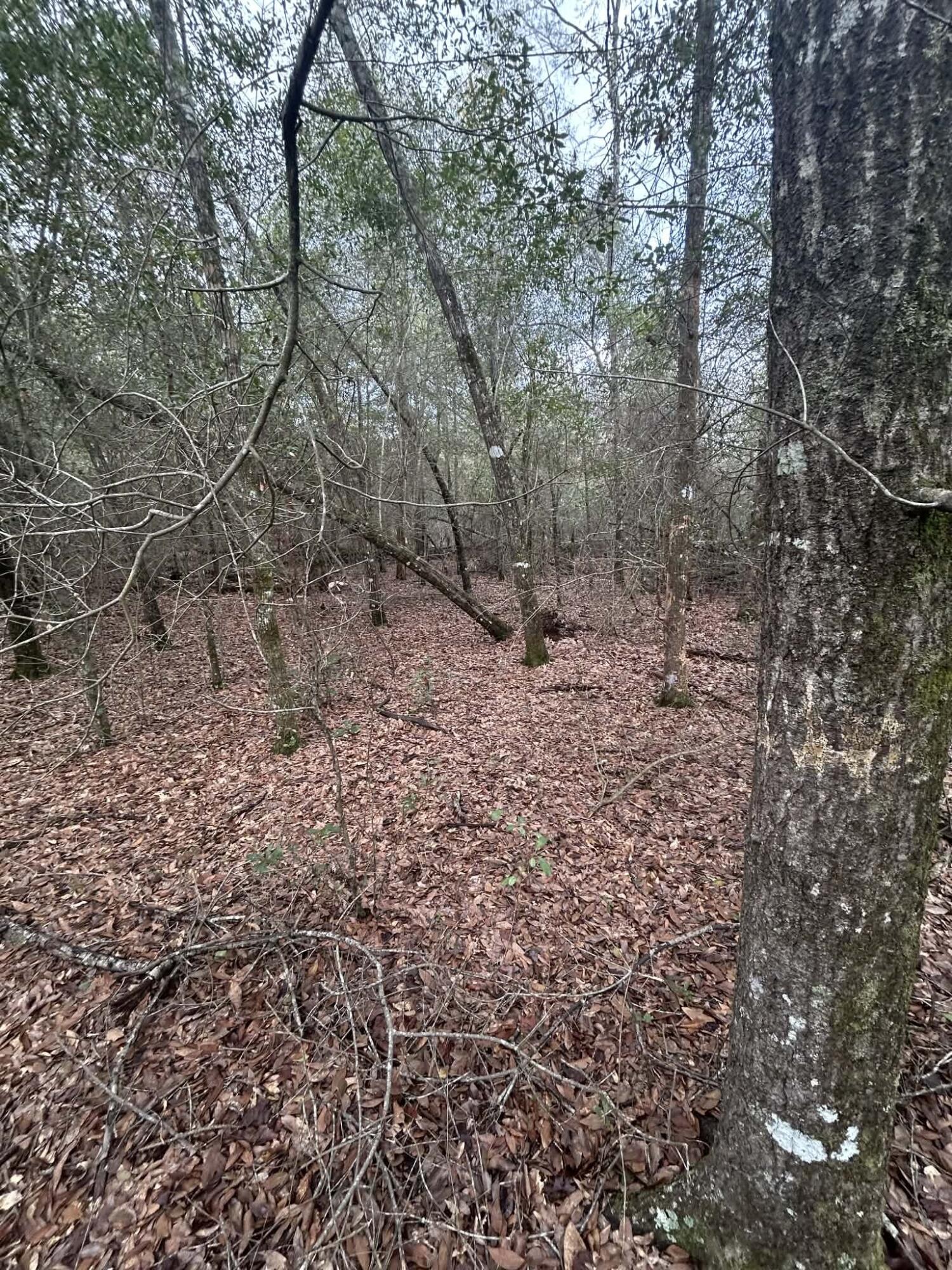 107 Pike Pond Road Chipley FL 32428