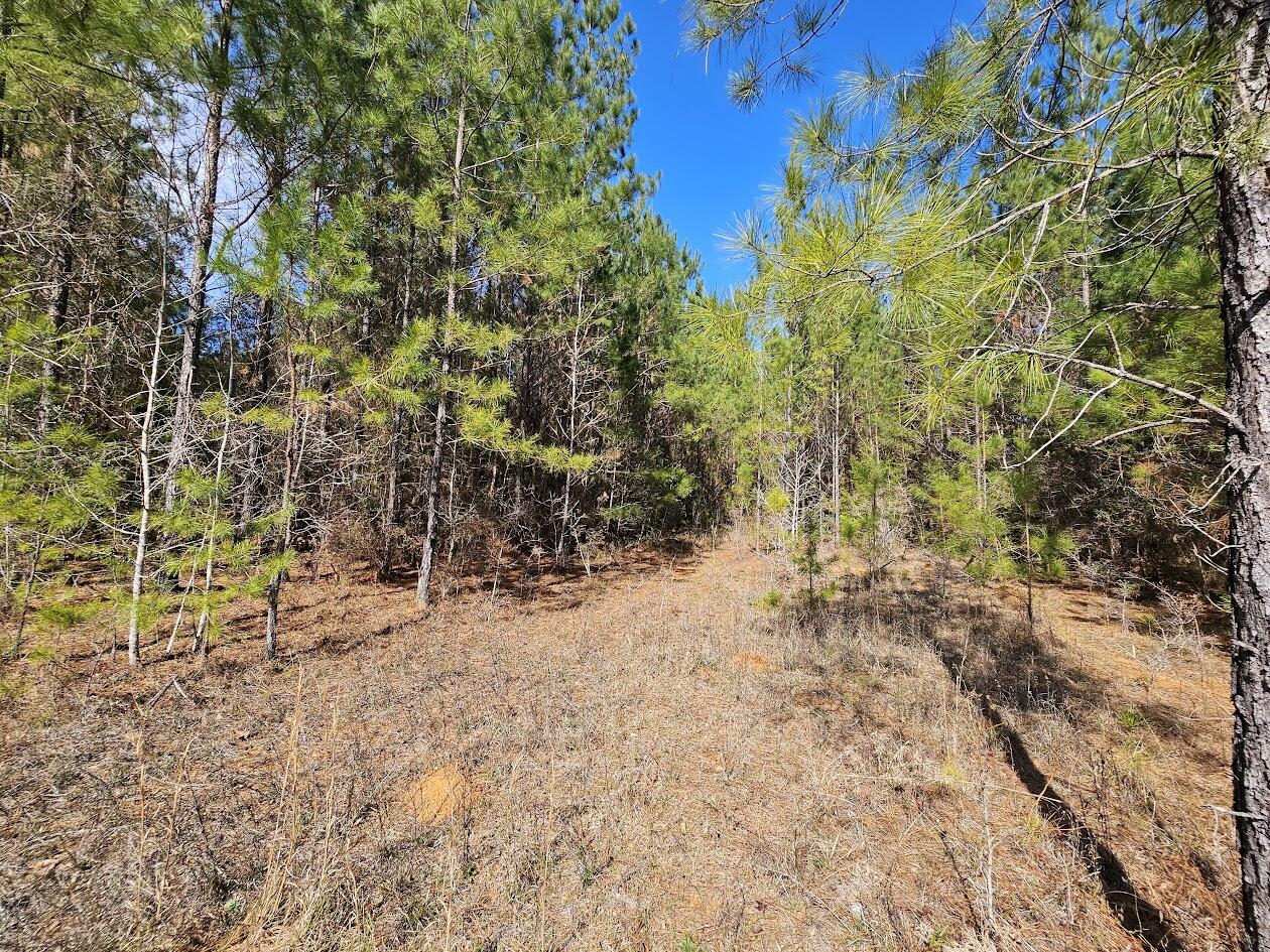 00 C B Whitehead Road Ponce De Leon FL 32455