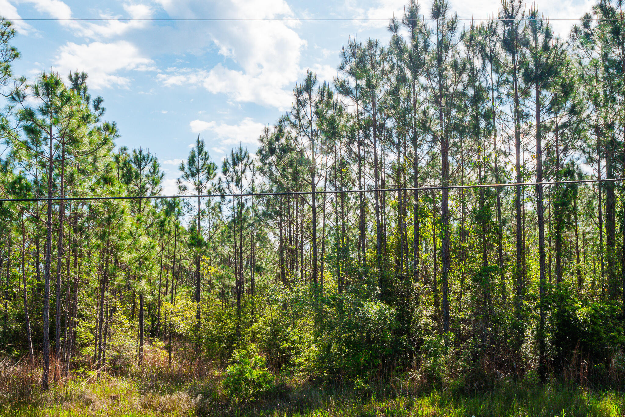 Tbd N County Highway 393 Santa Rosa Beach FL 32459