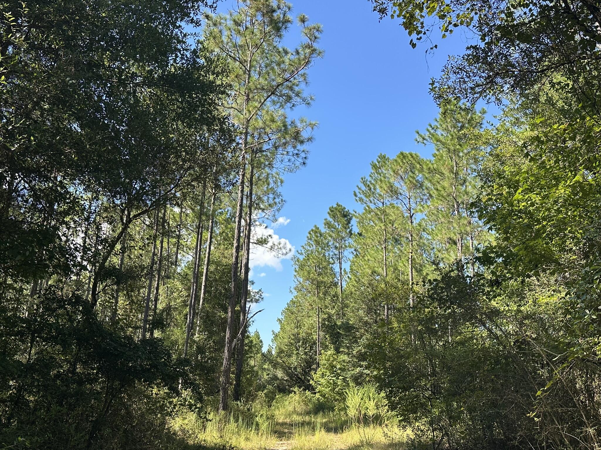 TRACT#6421 Johnson Road Caryville FL 32425