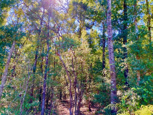2.37AC Martin Road Defuniak Springs FL 32433