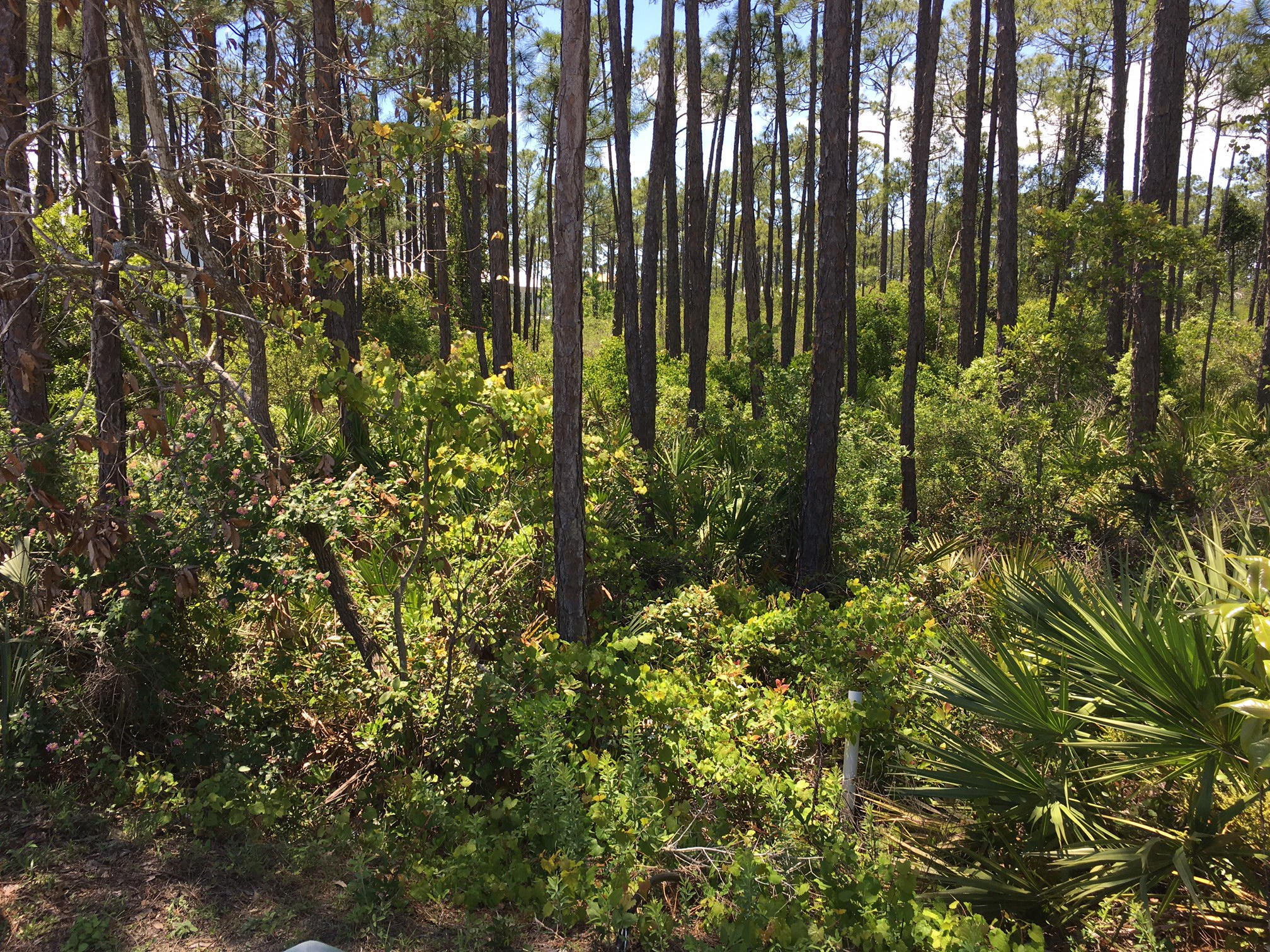 Lot 29 Shelley South Way Miramar Beach FL 32550