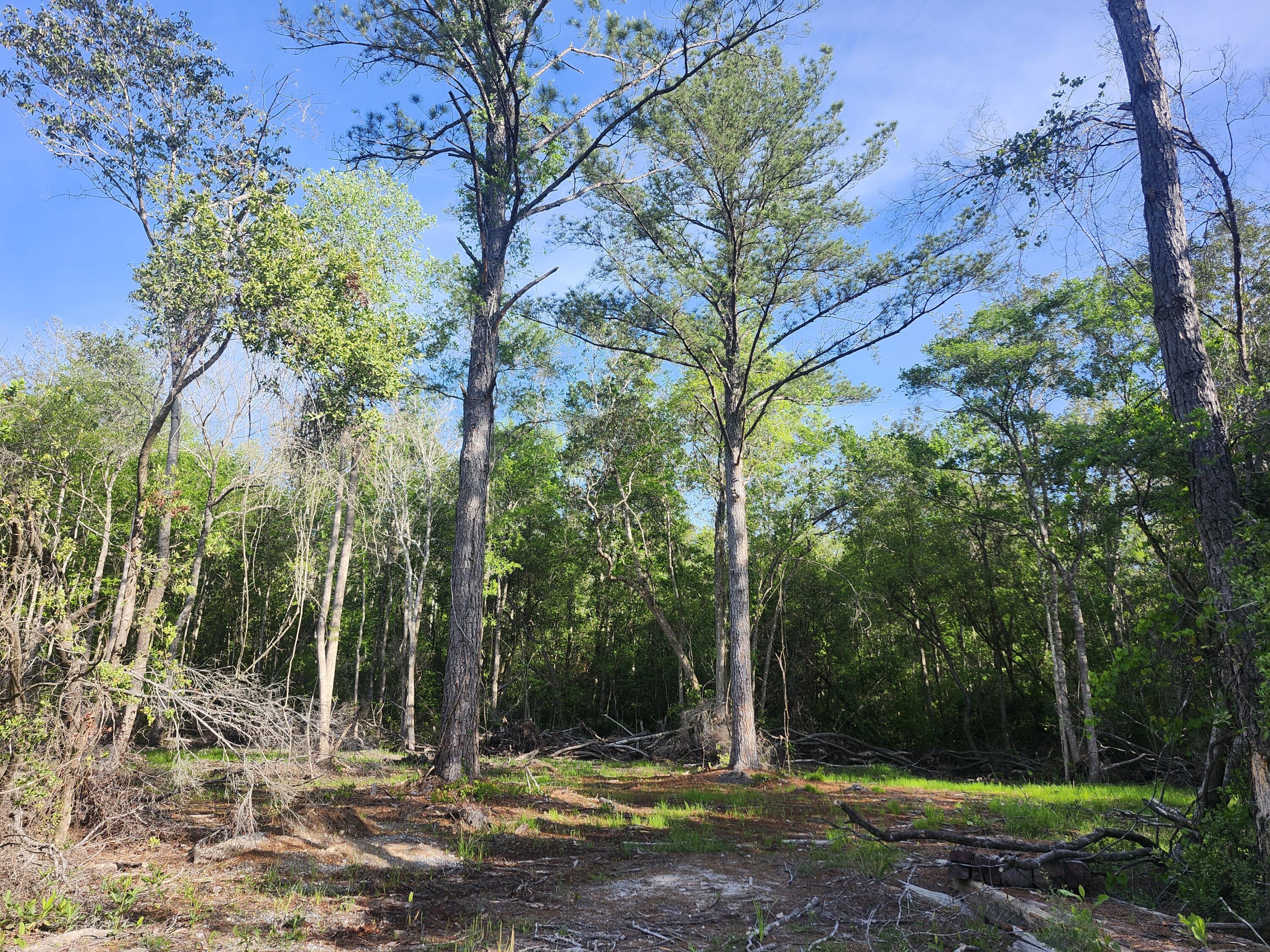 168 Acres Co Highway 1087 Defuniak Springs FL 32433