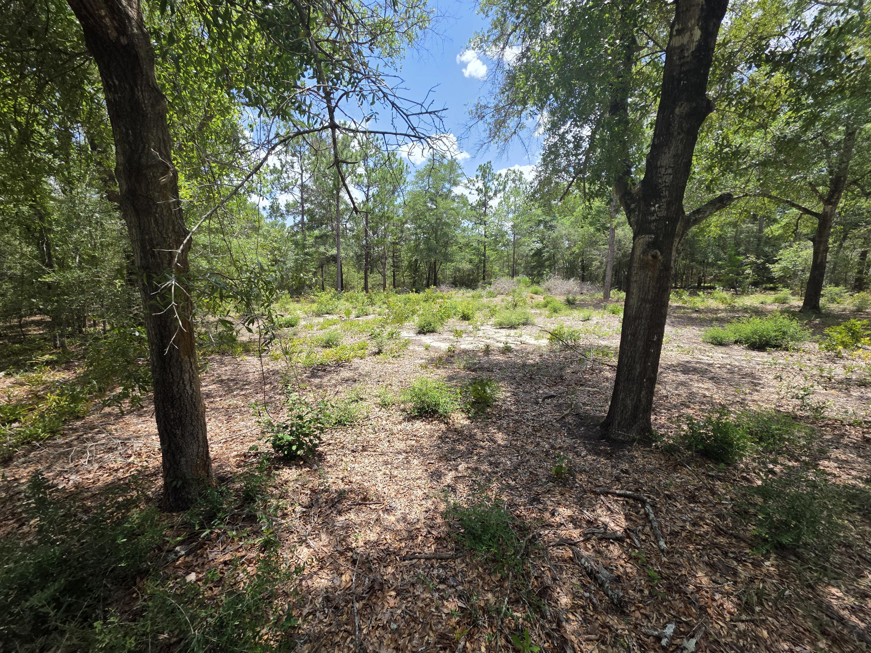 Lot 20 E Tulip East Avenue Defuniak Springs FL 32433