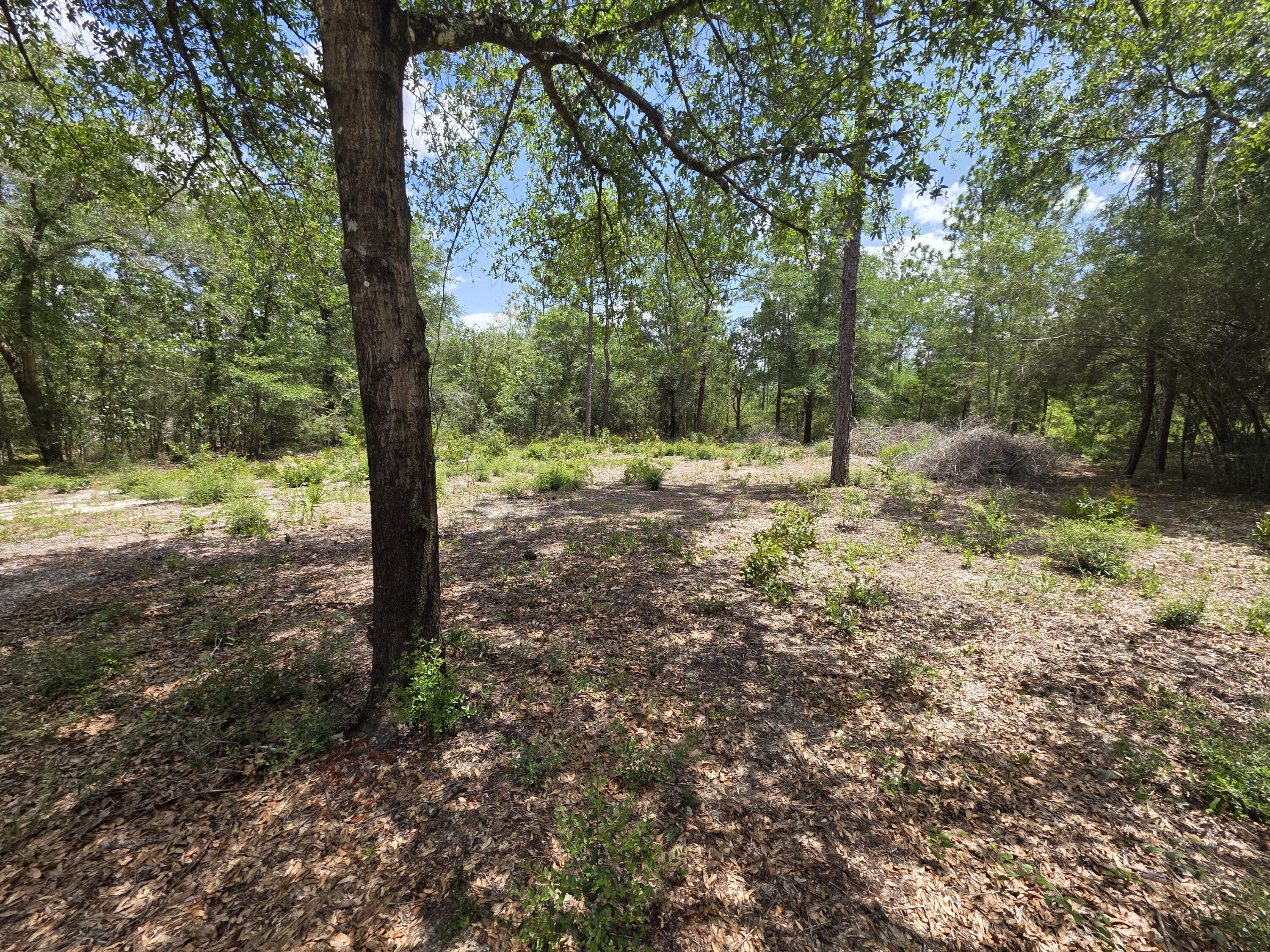 Lot 20 E Tulip East Avenue Defuniak Springs FL 32433