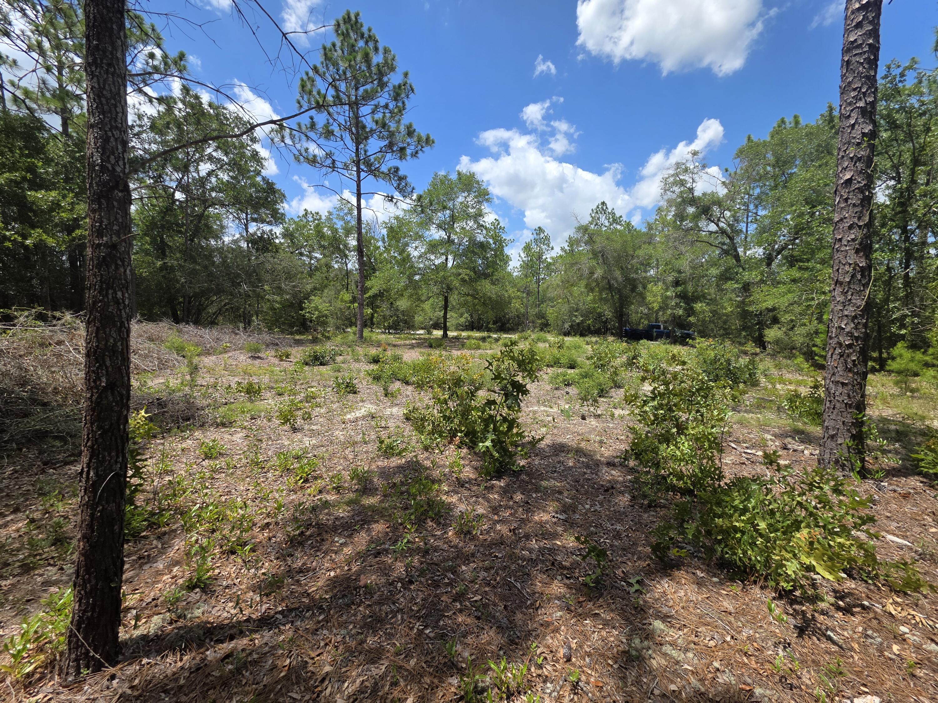 Lot 20 E Tulip East Avenue Defuniak Springs FL 32433