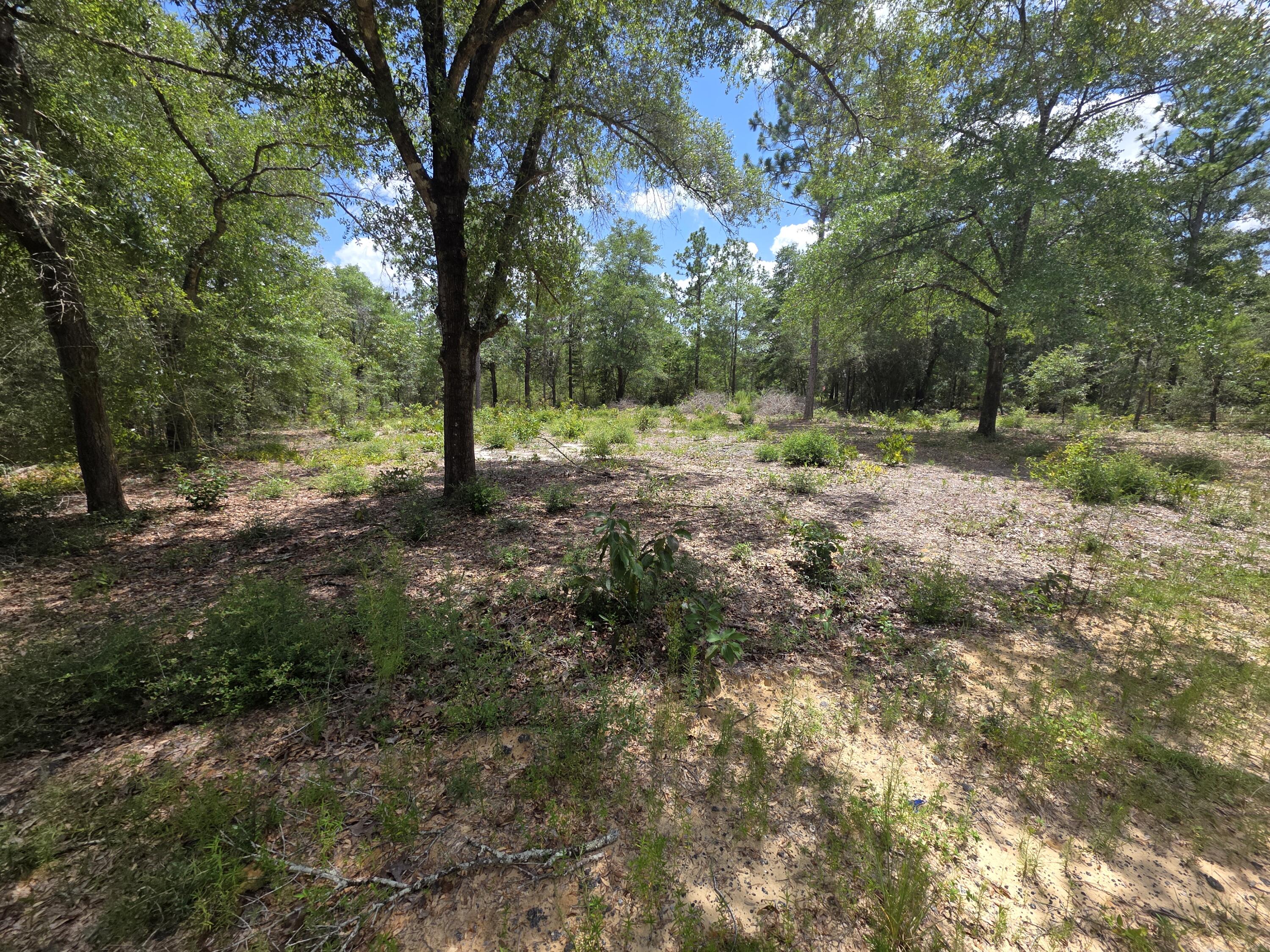 Lot 20 E Tulip East Avenue Defuniak Springs FL 32433