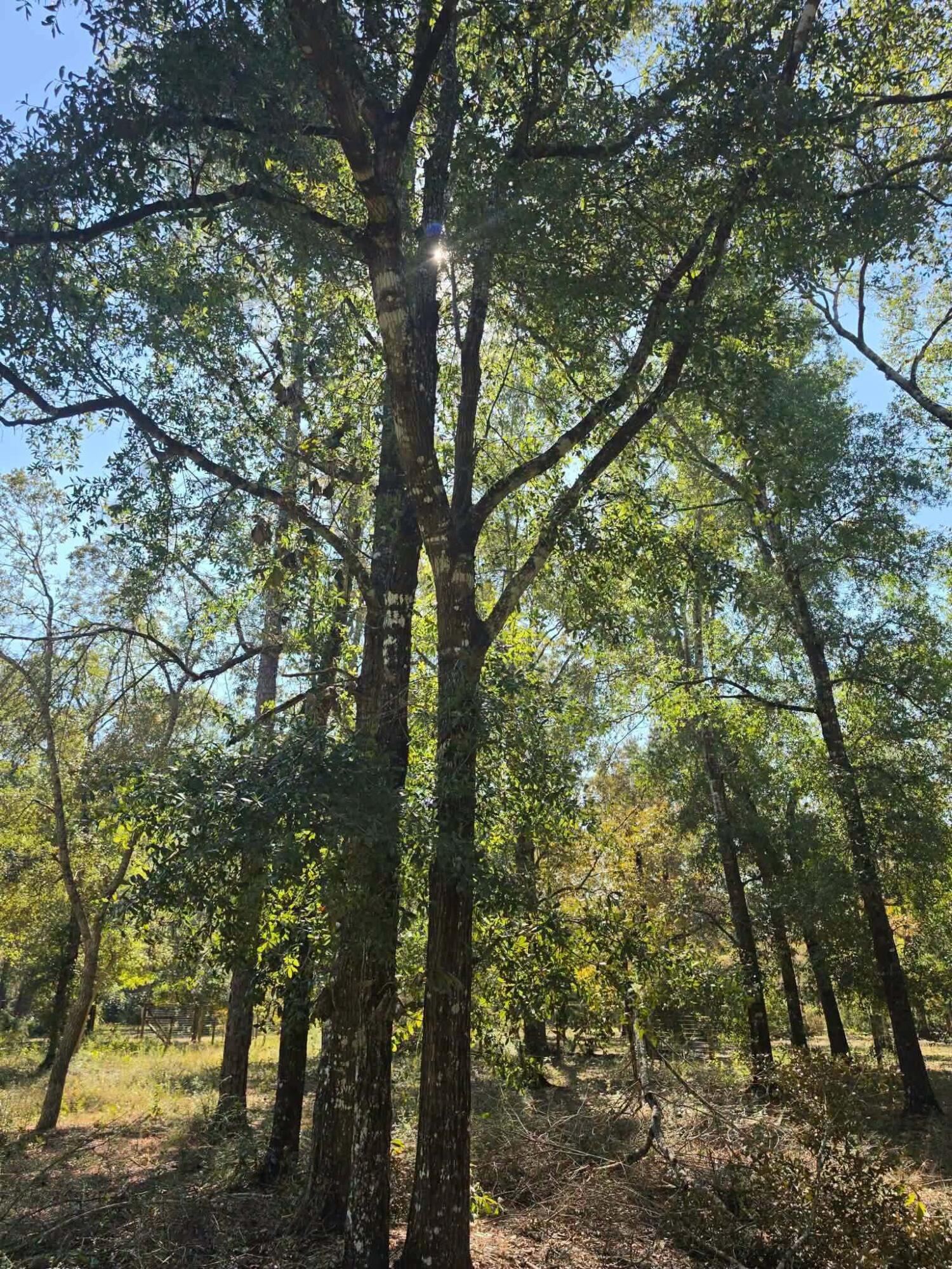3091 Kings Lake Defuniak Springs FL 32433
