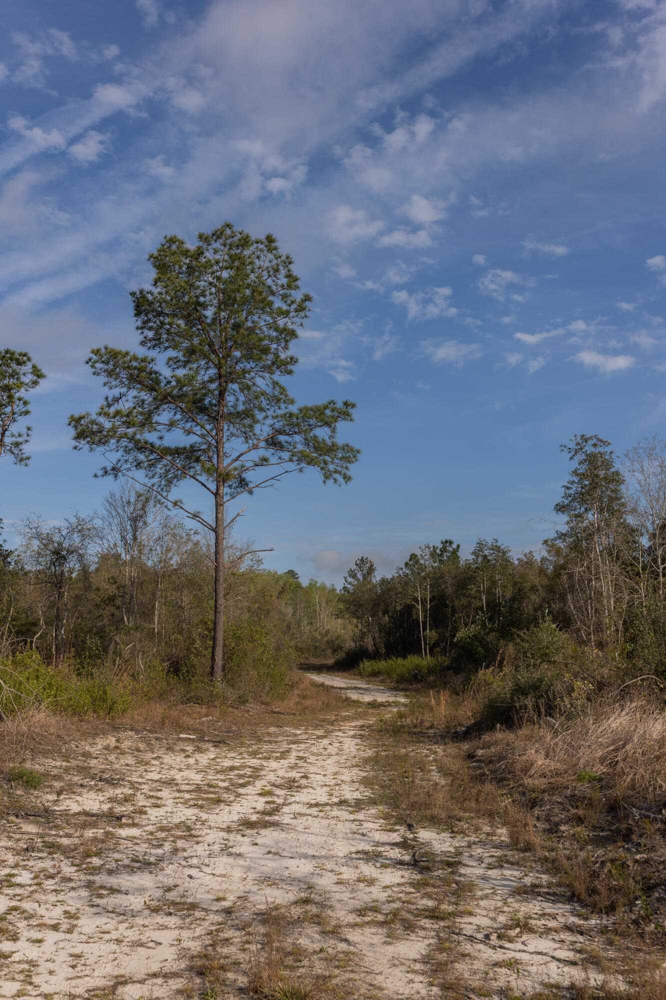 2113 Tbd 526 Acres +/- Westville FL 32464