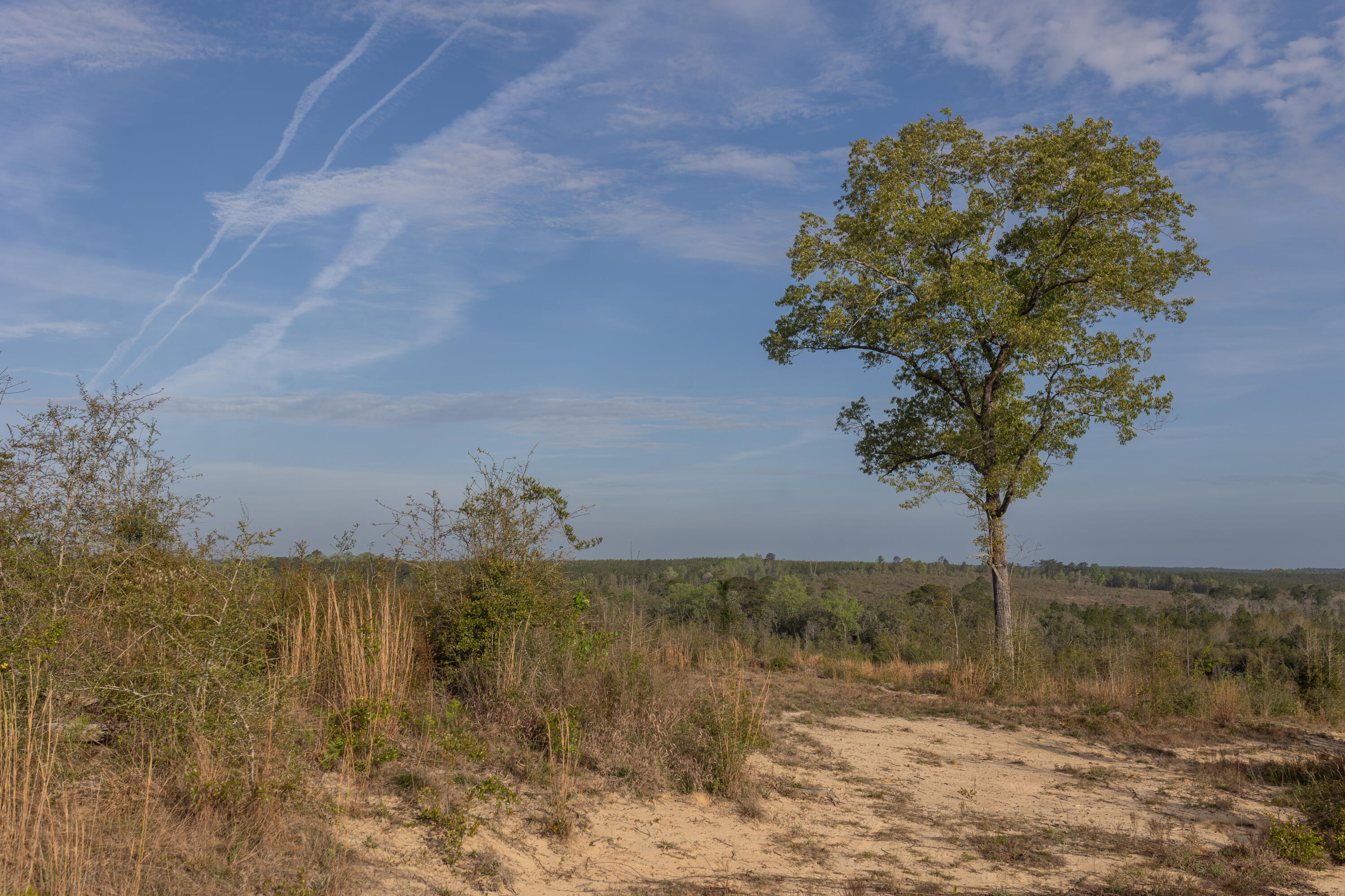 2113 Tbd 526 Acres +/- Westville FL 32464