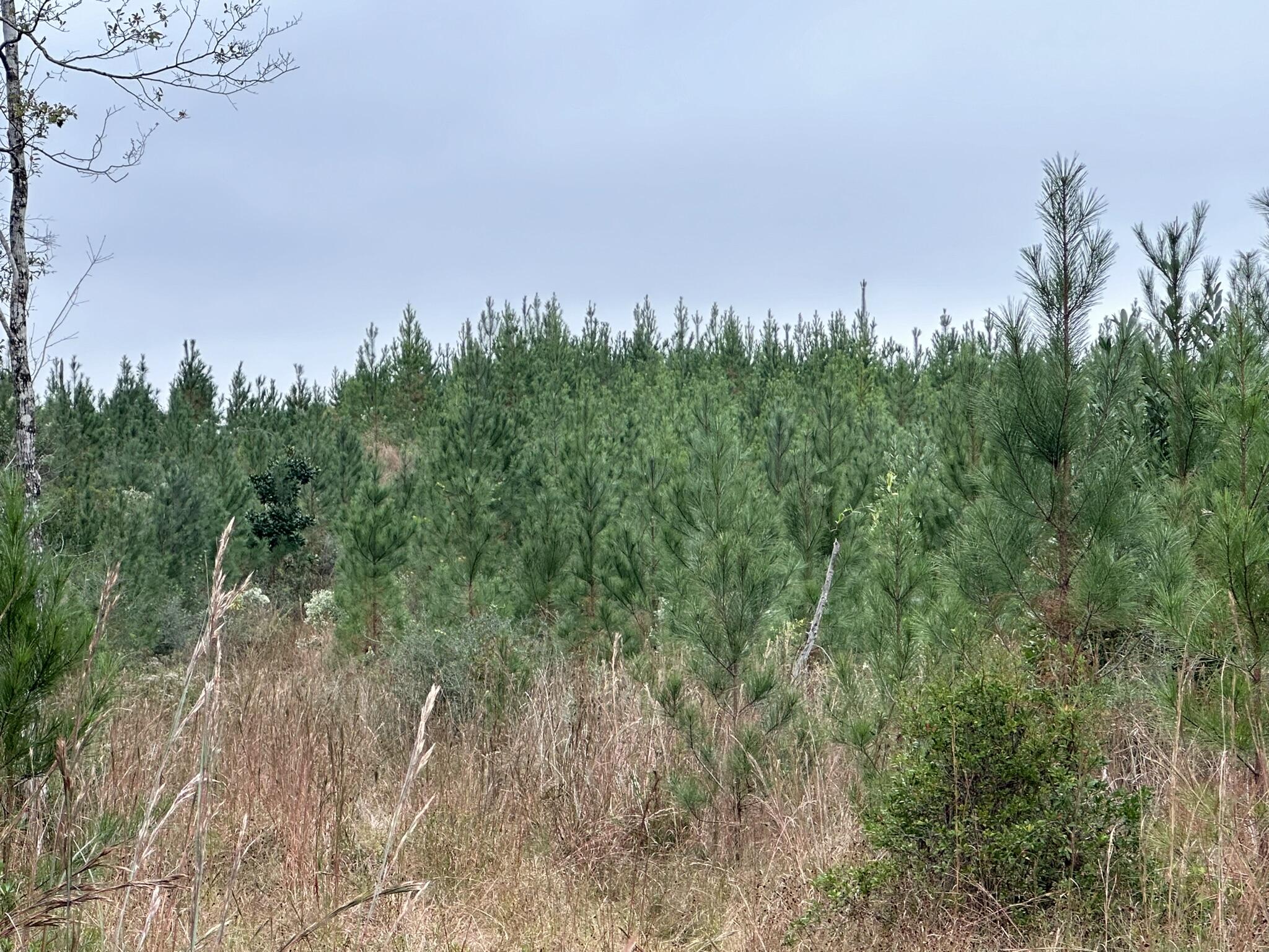 Parcel D1 Millside Laurel Hill FL 32567