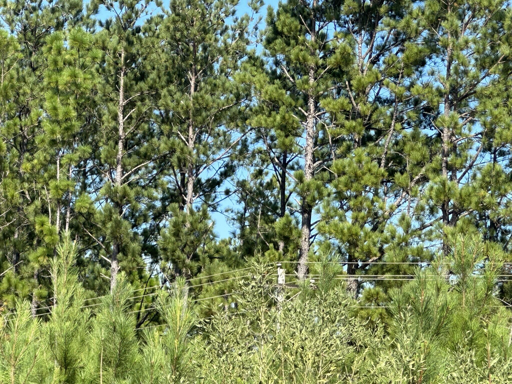 Parcel D1 Millside Laurel Hill FL 32567
