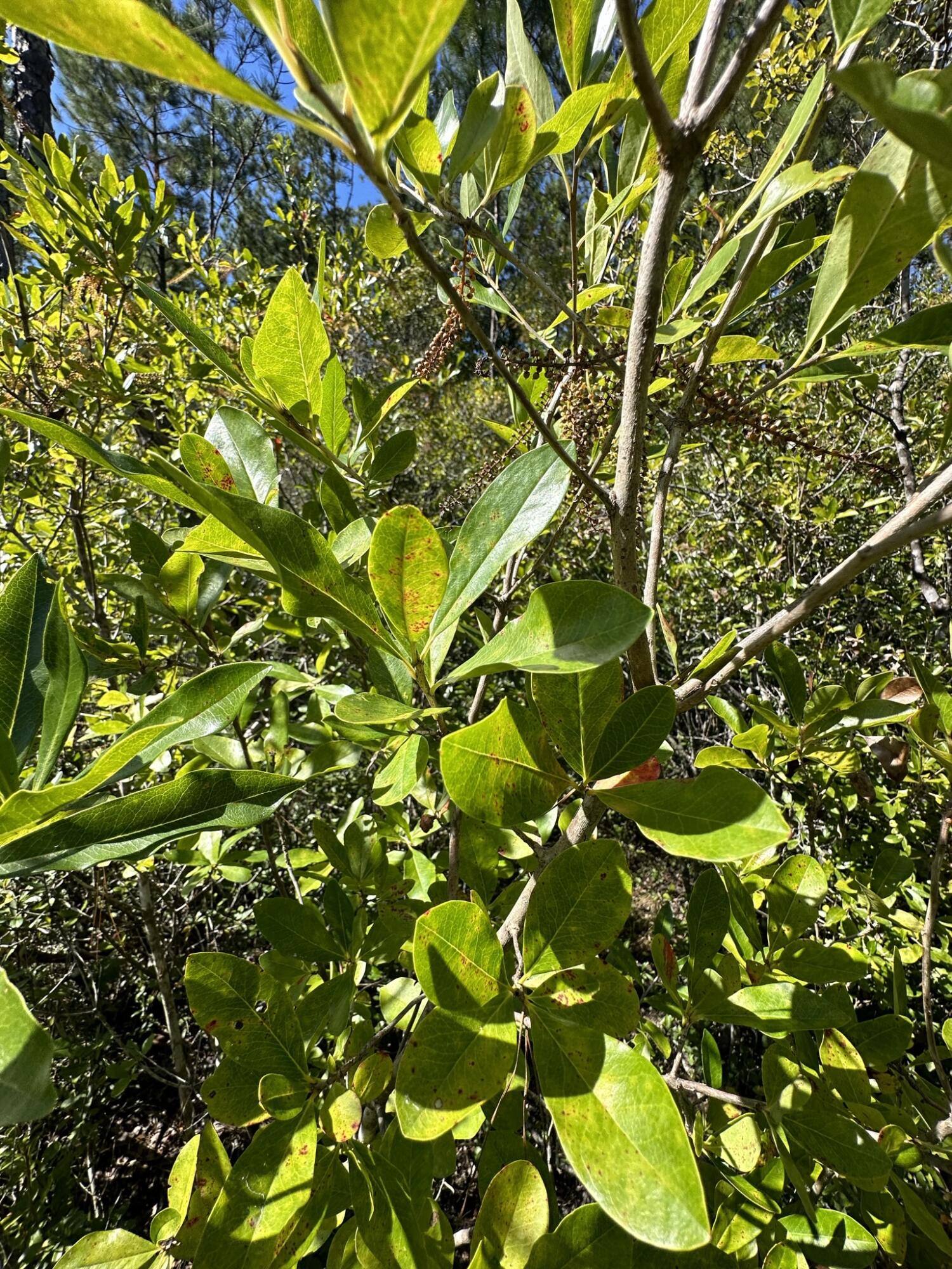 Parcel D1 Millside Laurel Hill FL 32567