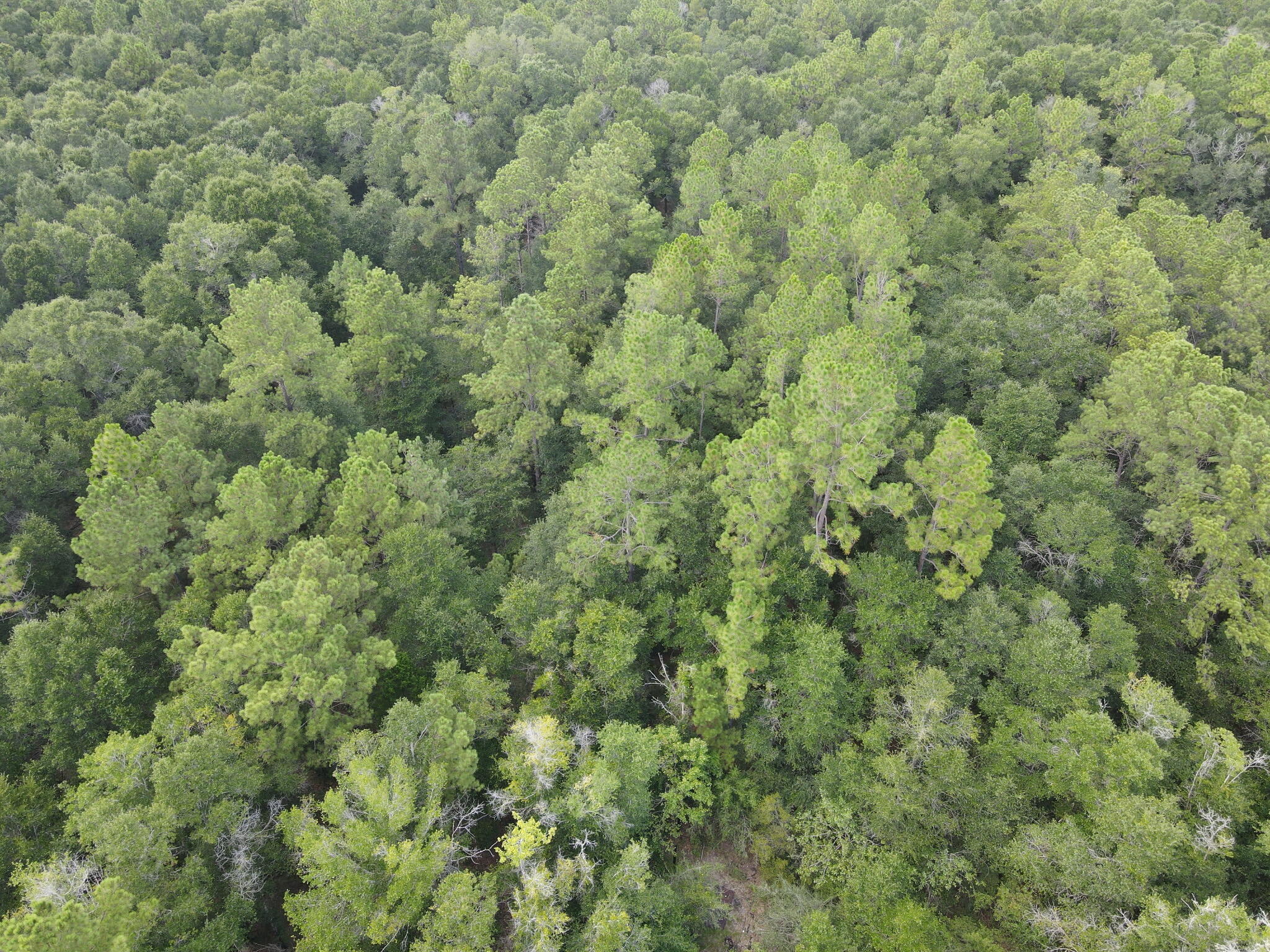 4.41 Ac Summertime Drive Holt FL 32564