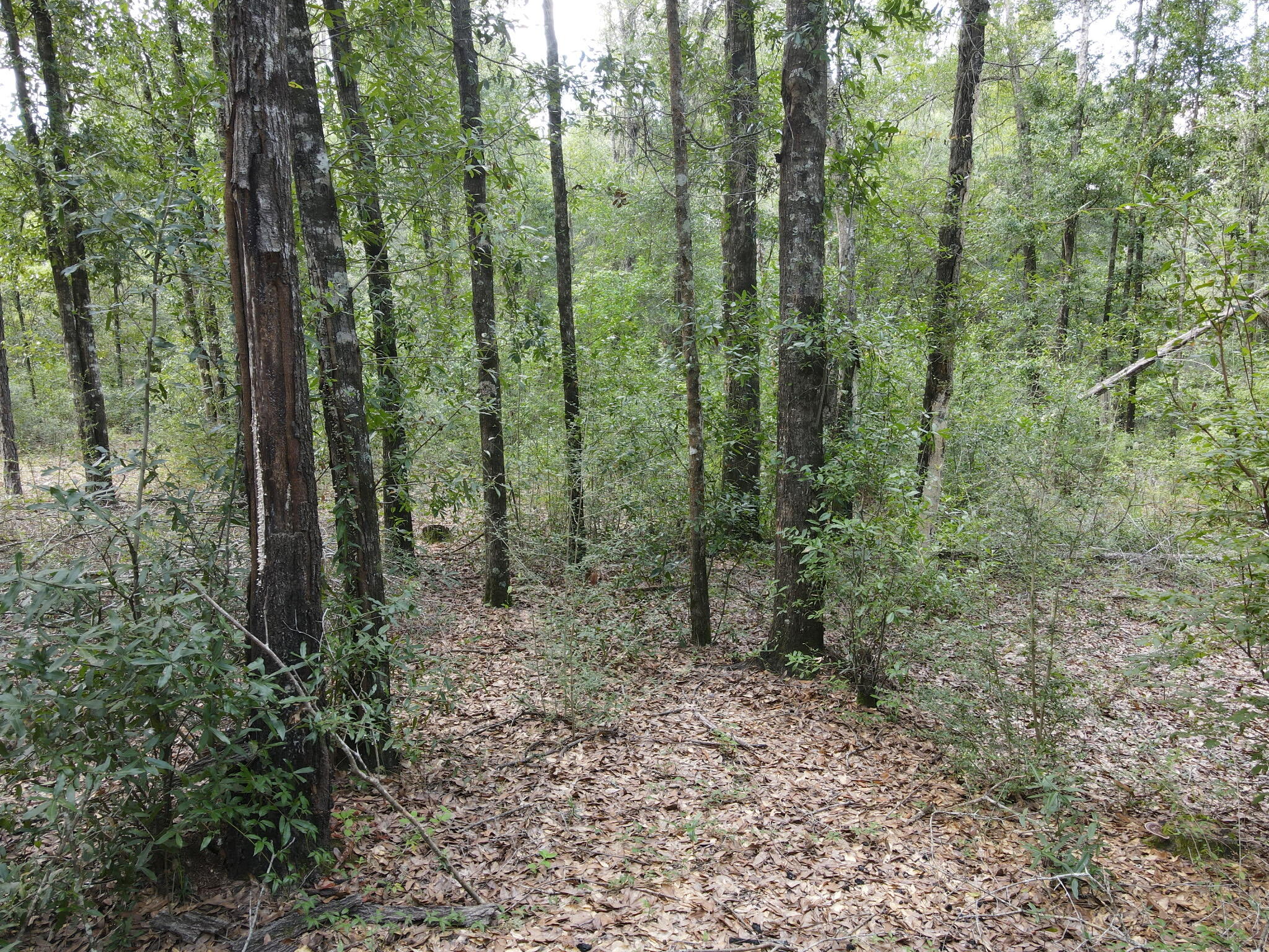 4.41 Ac Summertime Drive Holt FL 32564
