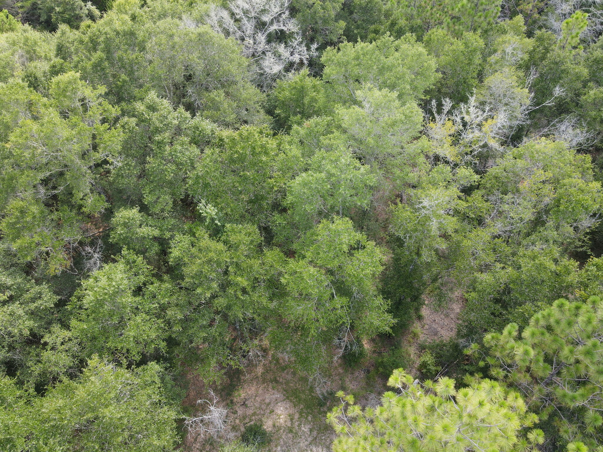 4.41 Ac Summertime Drive Holt FL 32564