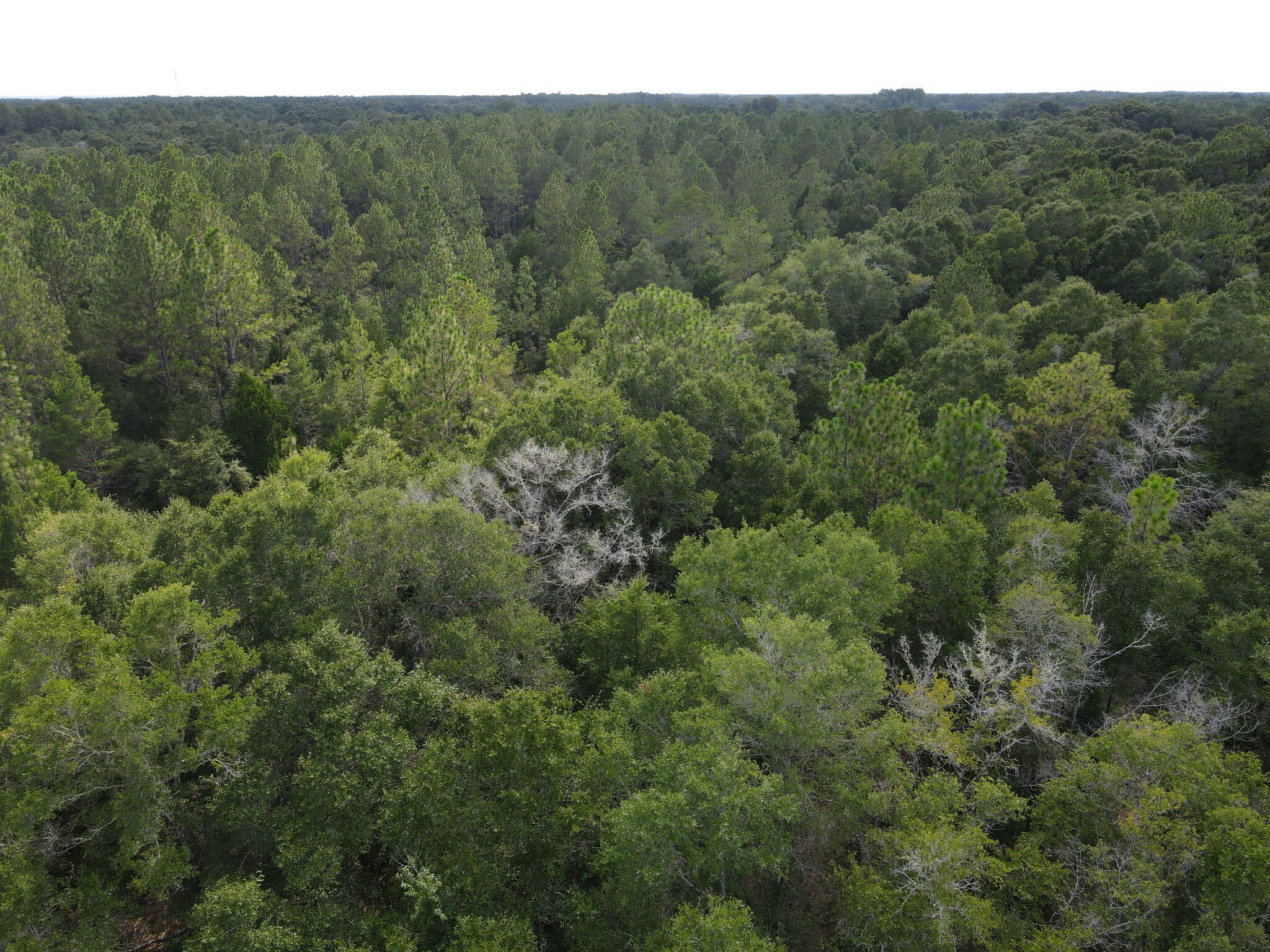 4.41 Ac Summertime Drive Holt FL 32564
