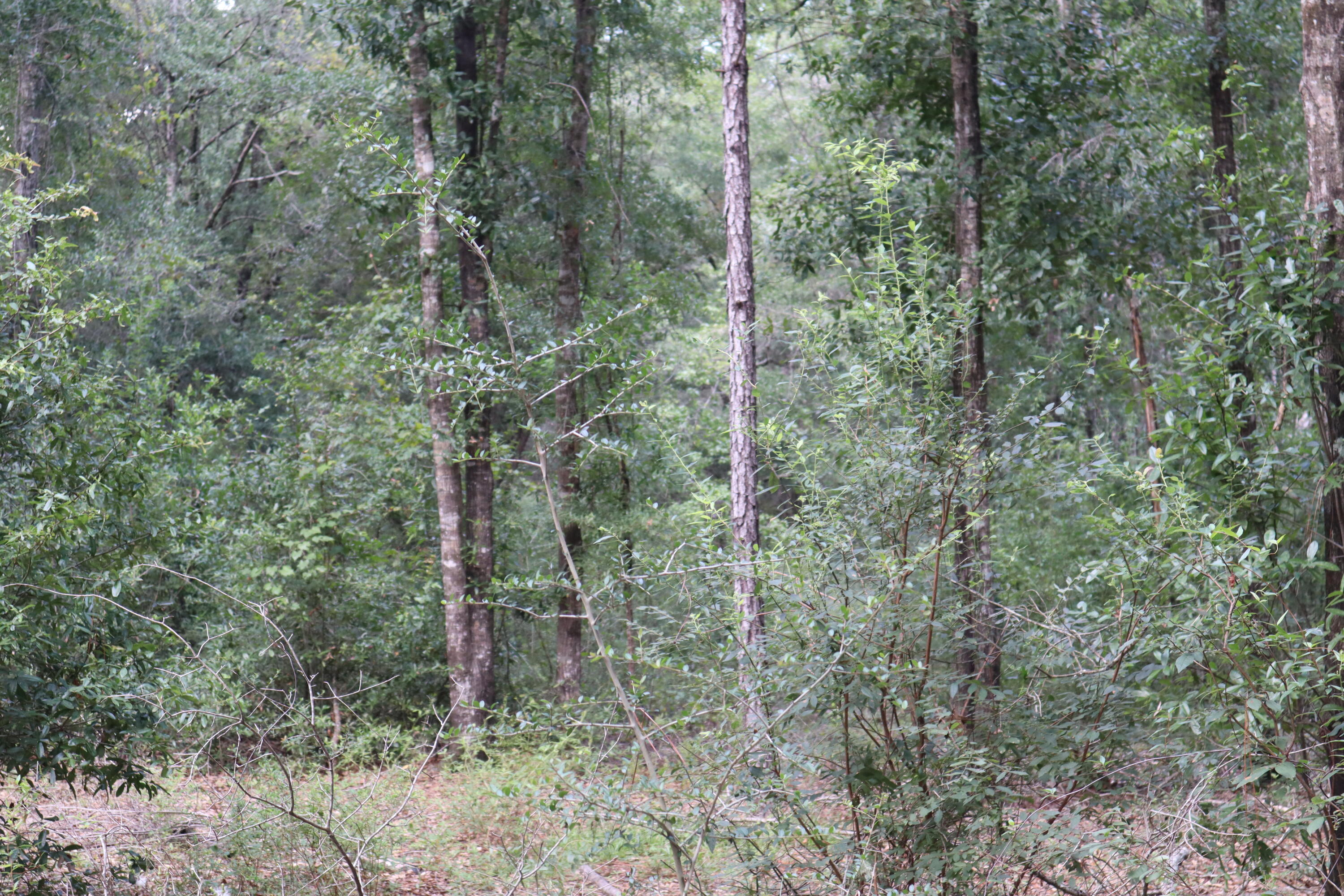 4.41 Ac Summertime Drive Holt FL 32564
