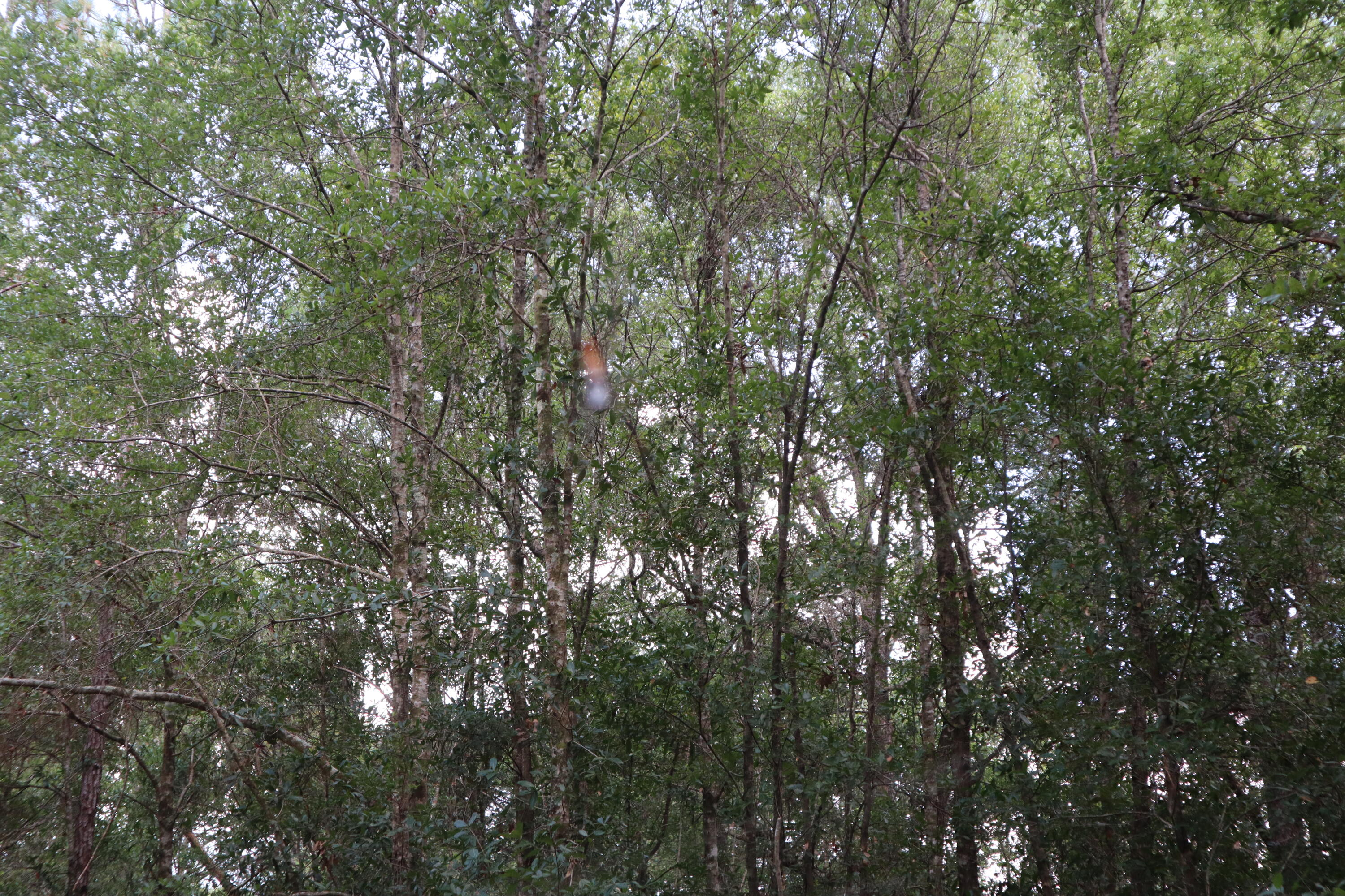 4.41 Ac Summertime Drive Holt FL 32564
