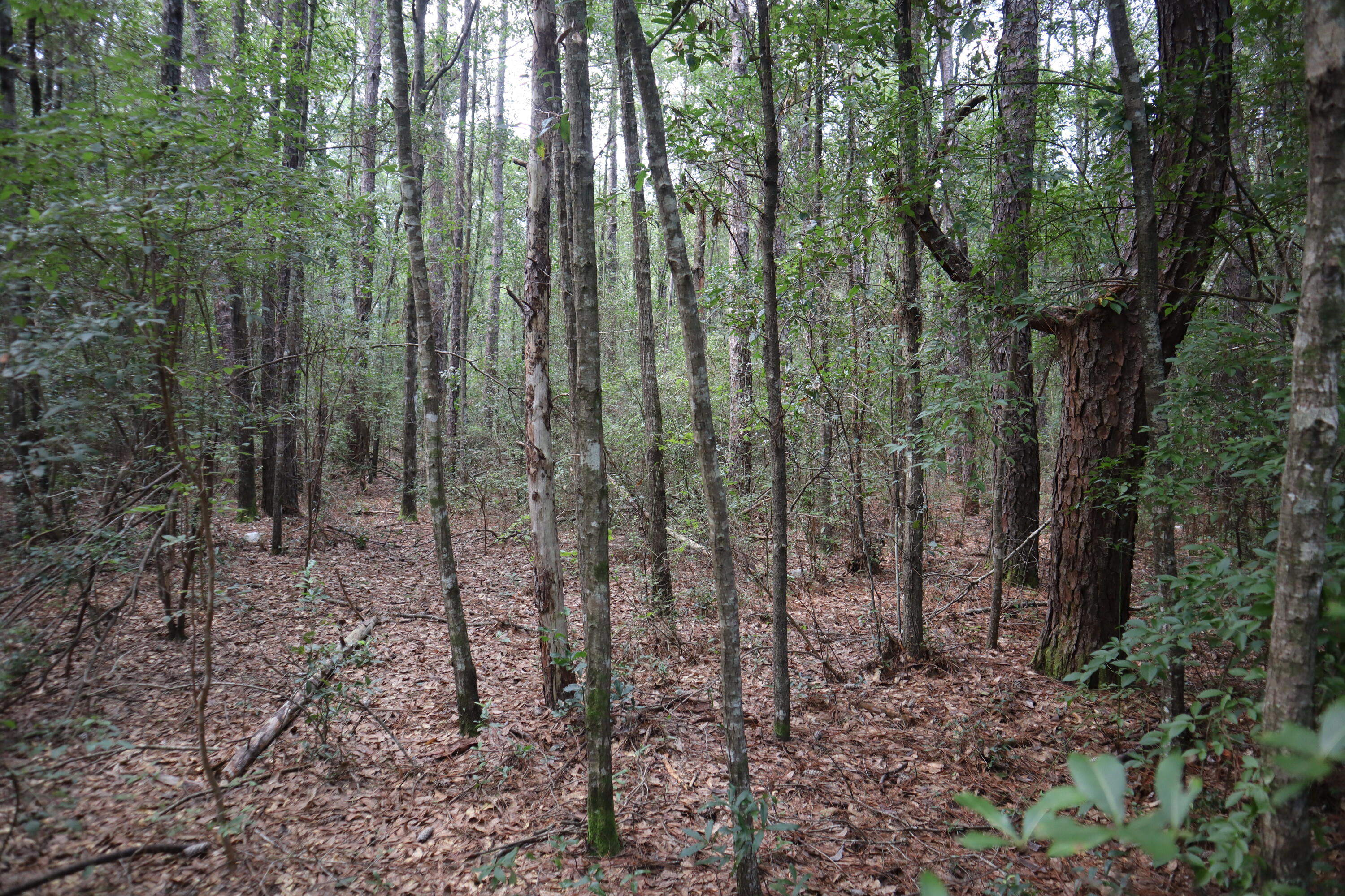 4.41 Ac Summertime Drive Holt FL 32564
