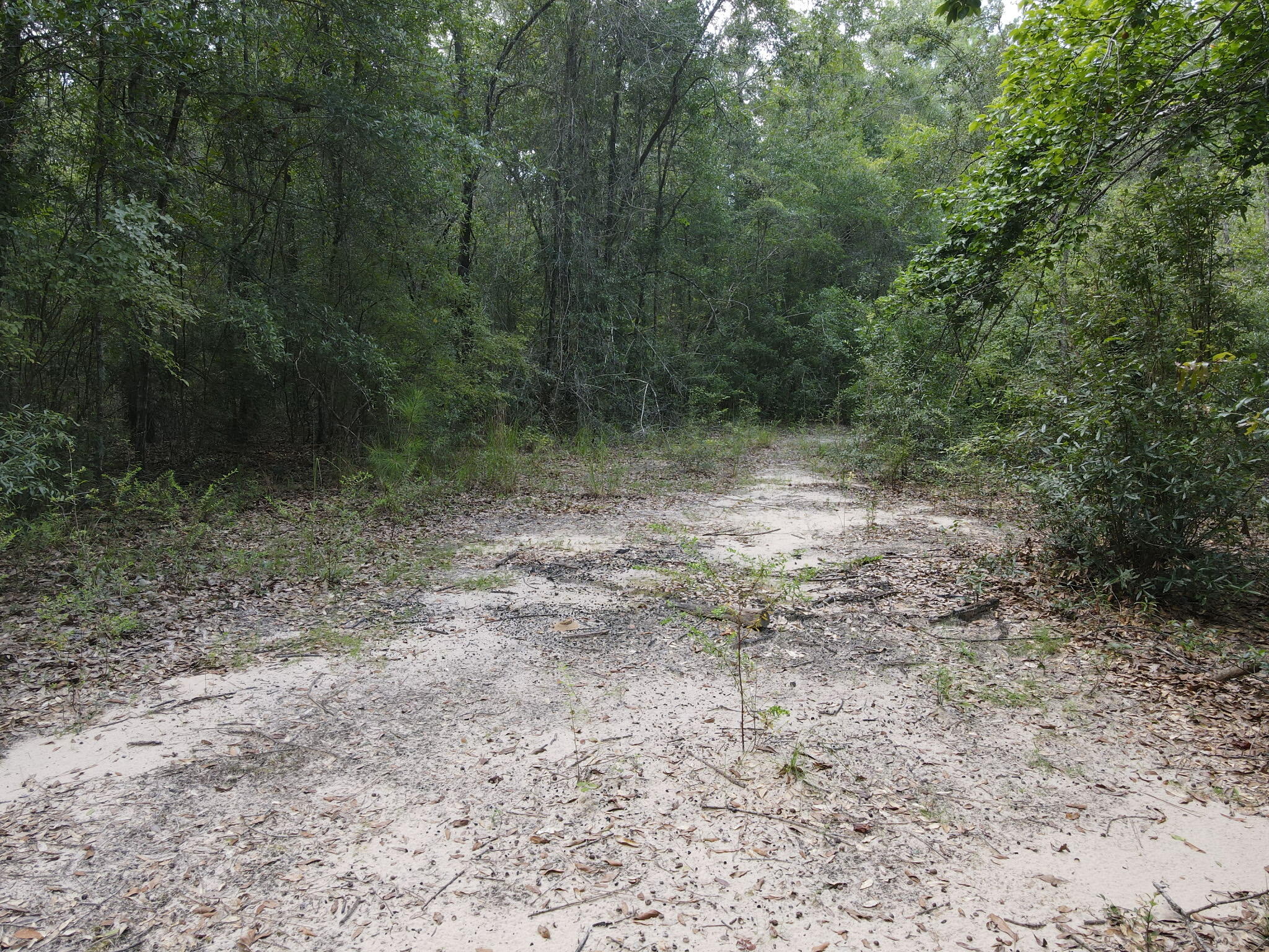 4.41 Ac Summertime Drive Holt FL 32564