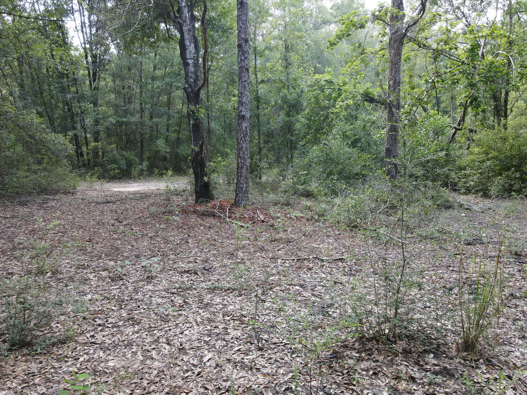 4.41 Ac Summertime Drive Holt FL 32564