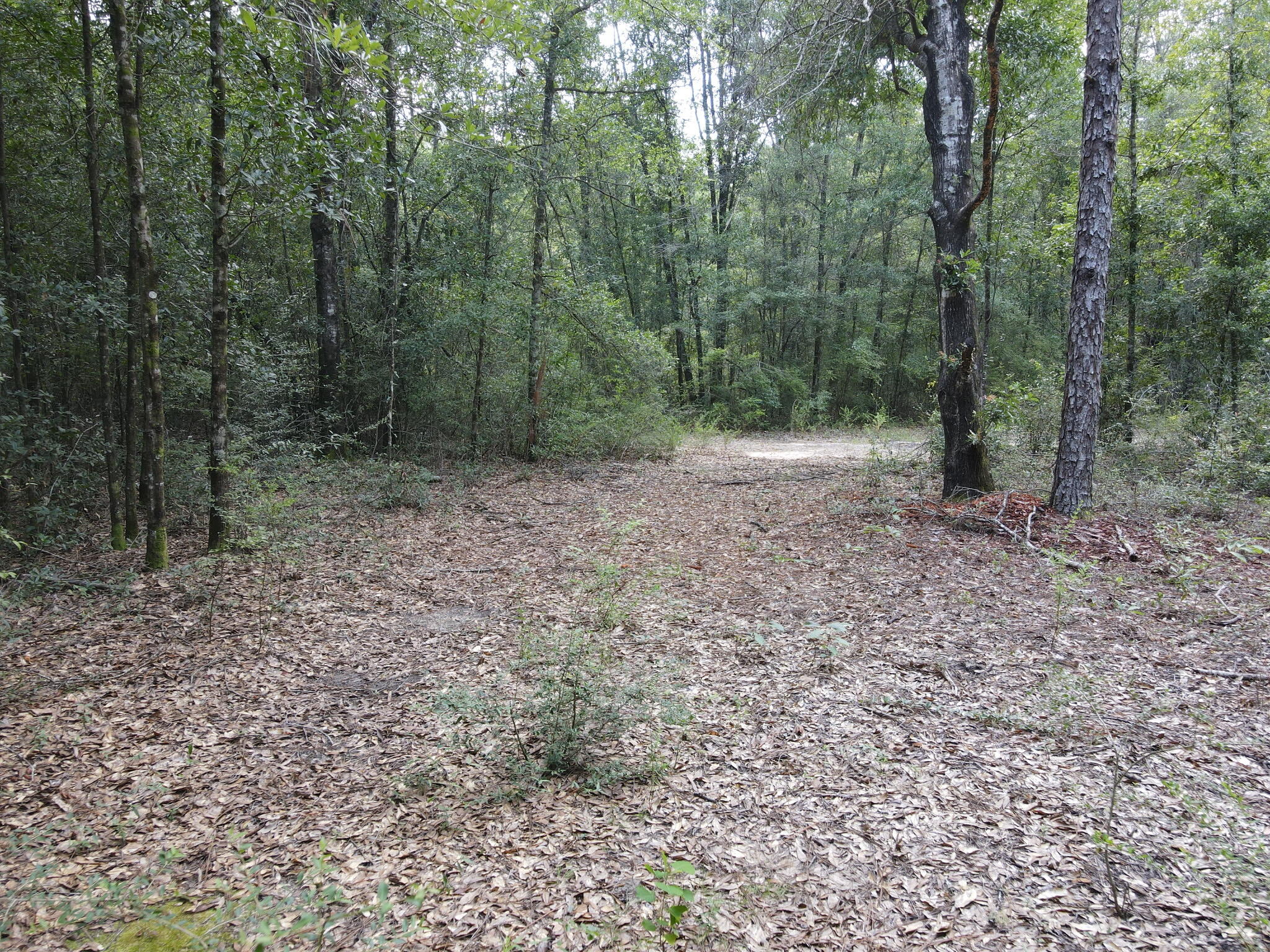 4.41 Ac Summertime Drive Holt FL 32564
