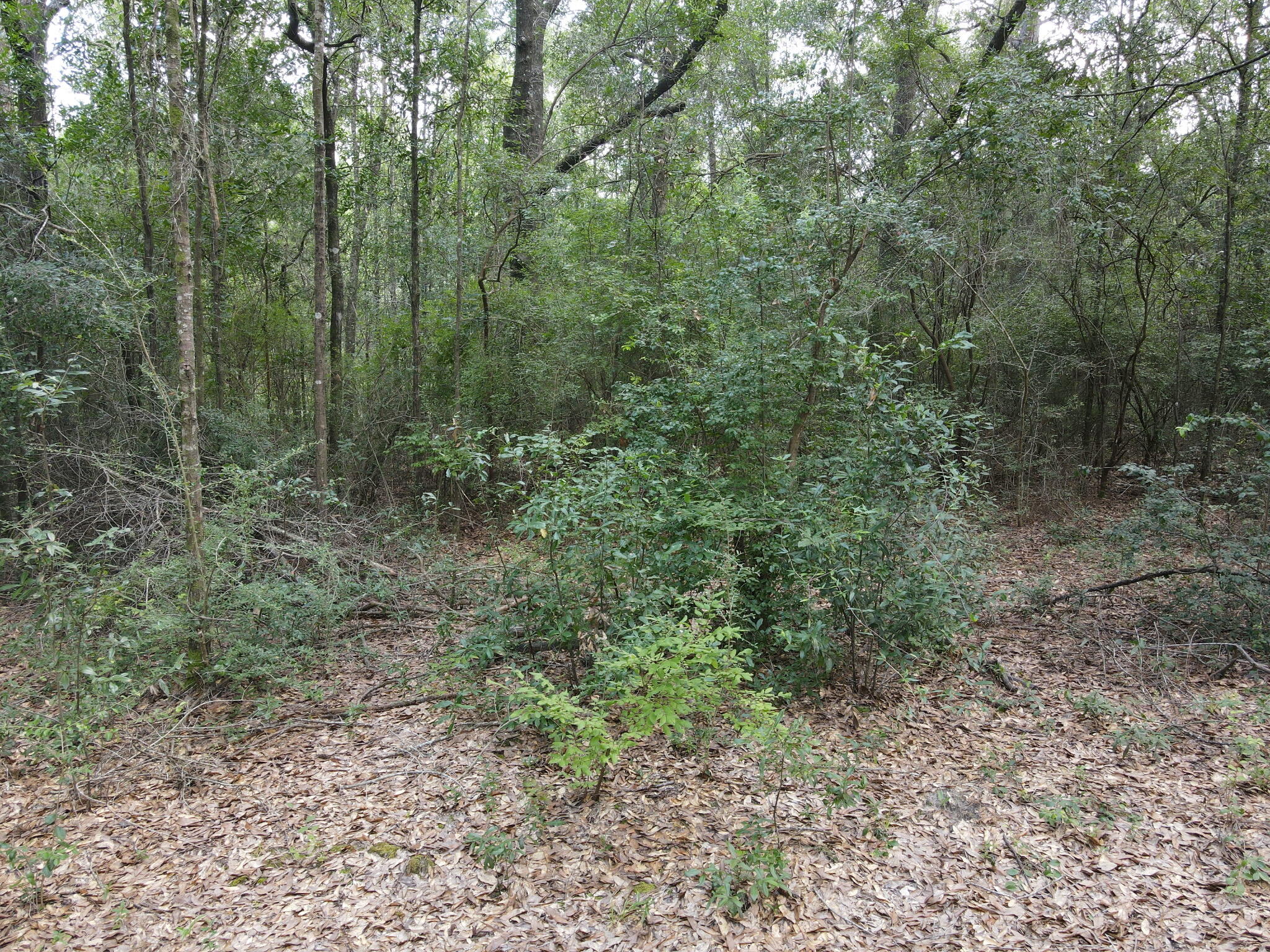 4.41 Ac Summertime Drive Holt FL 32564