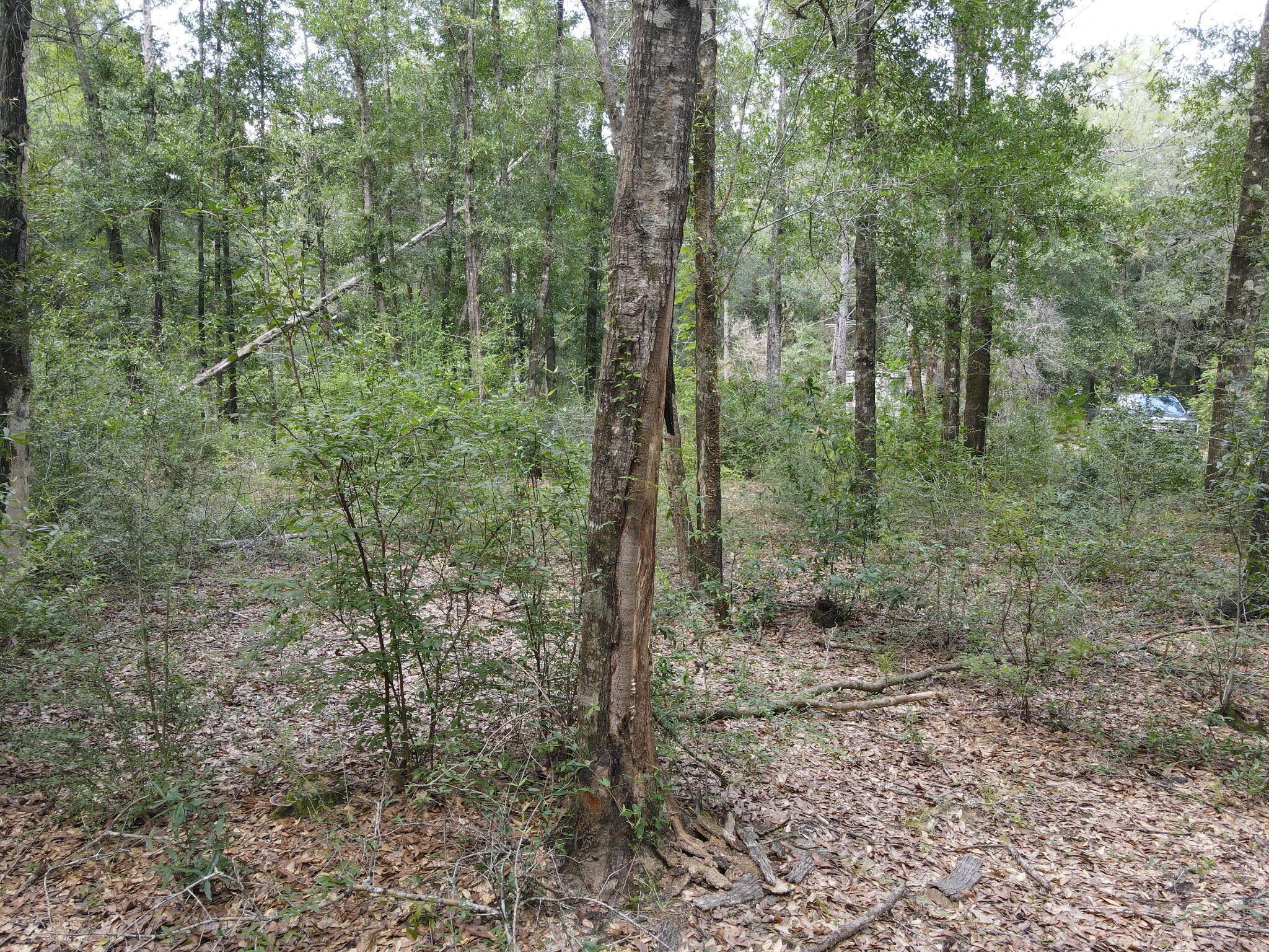 4.41 Ac Summertime Drive Holt FL 32564