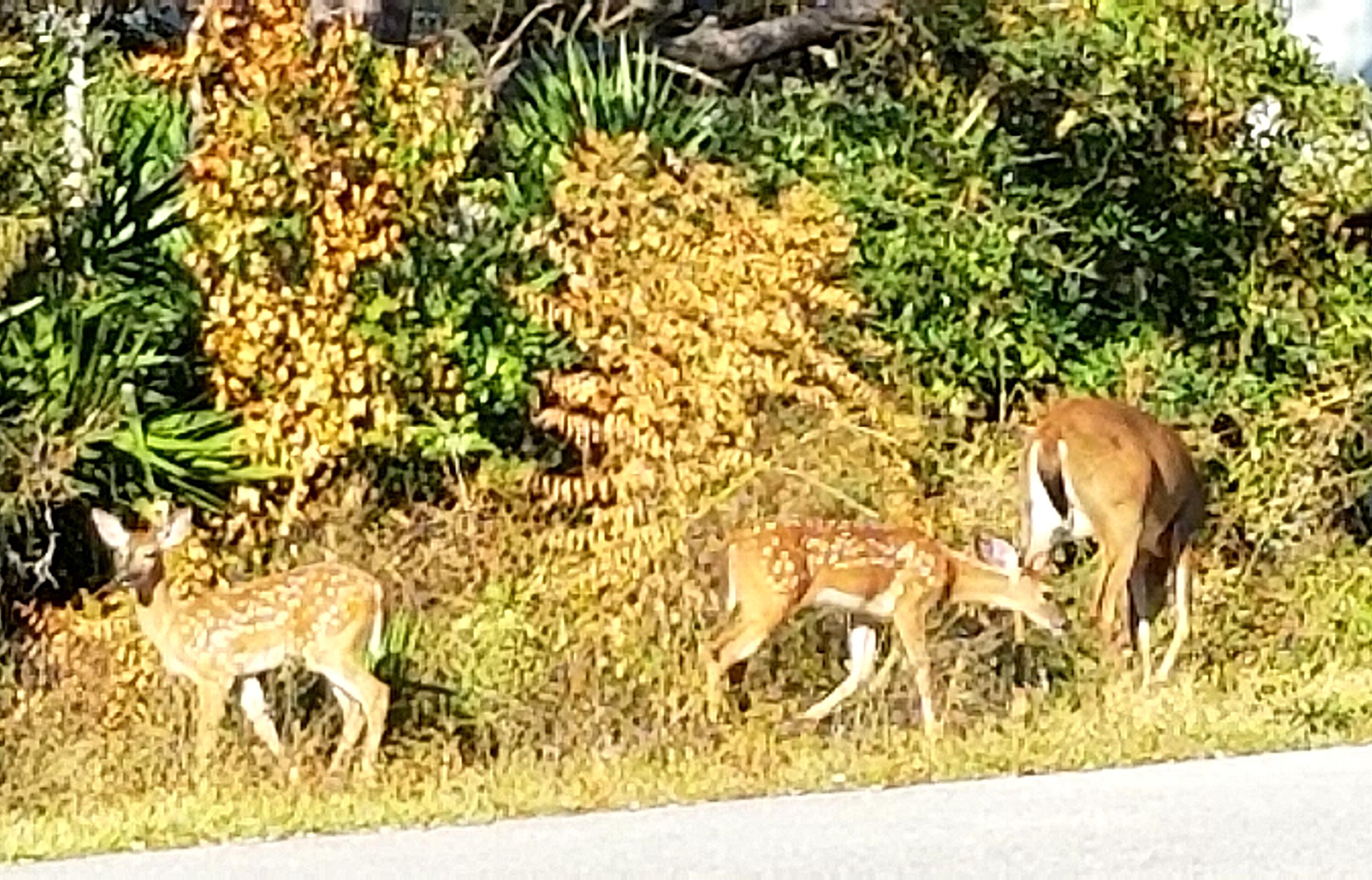 Lot 21 Crescent Road Santa Rosa Beach FL 32459