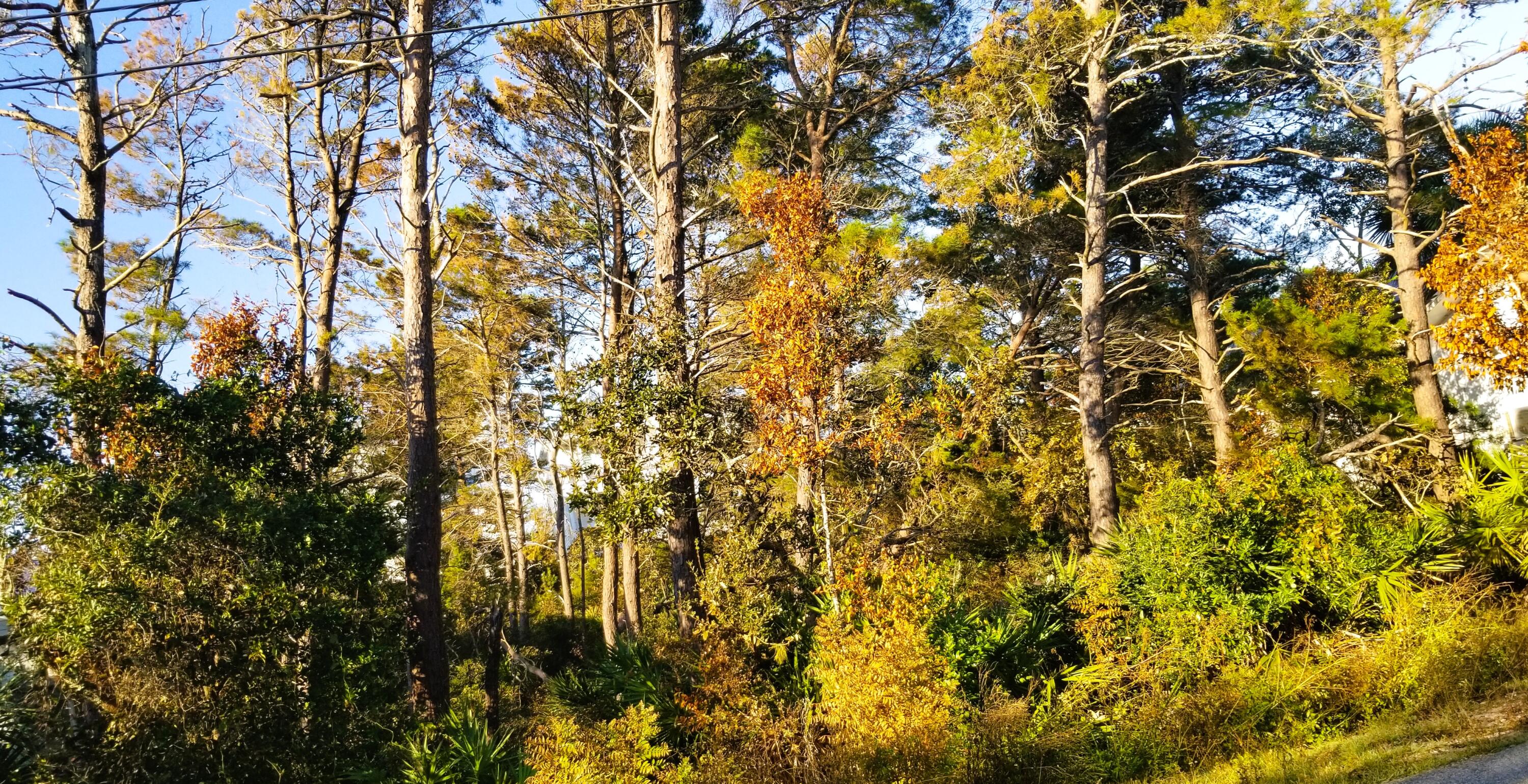 Lot 21 Crescent Road Santa Rosa Beach FL 32459