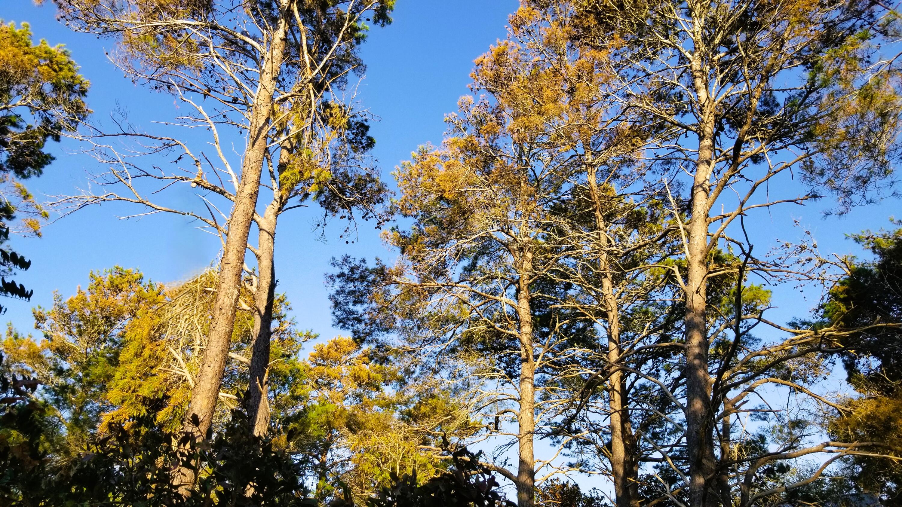 Lot 21 Crescent Road Santa Rosa Beach FL 32459