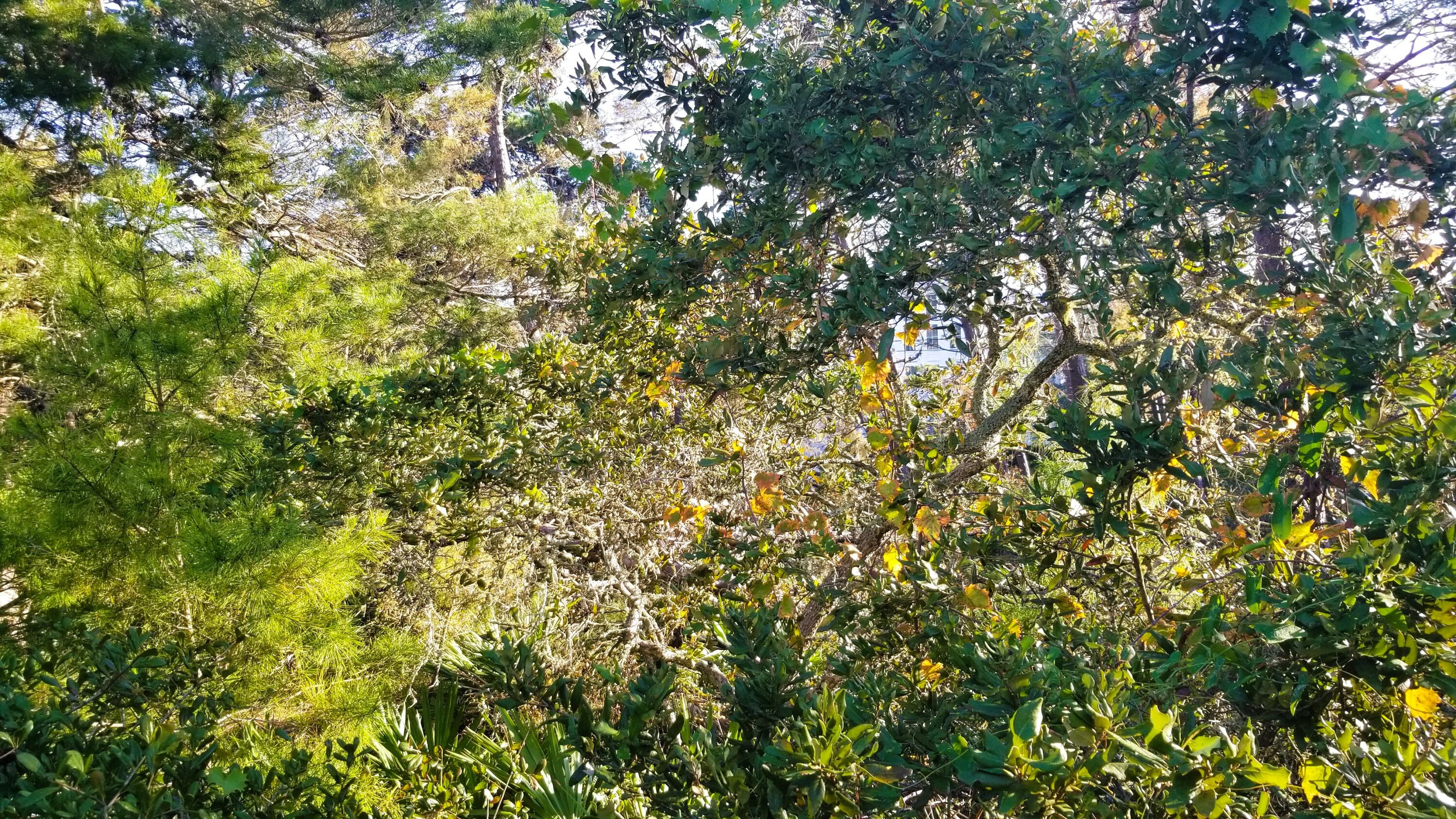 Lot 21 Crescent Road Santa Rosa Beach FL 32459