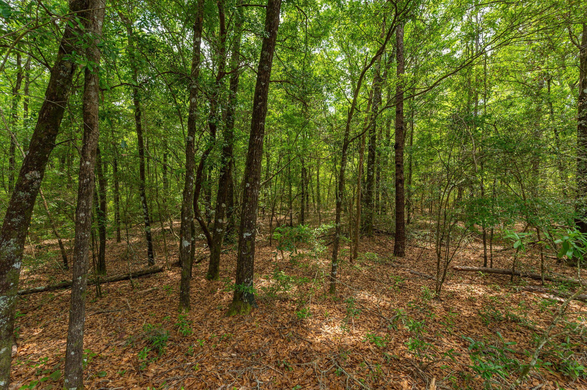 5.31 Ac Xx John Nix Road Crestview FL 32539