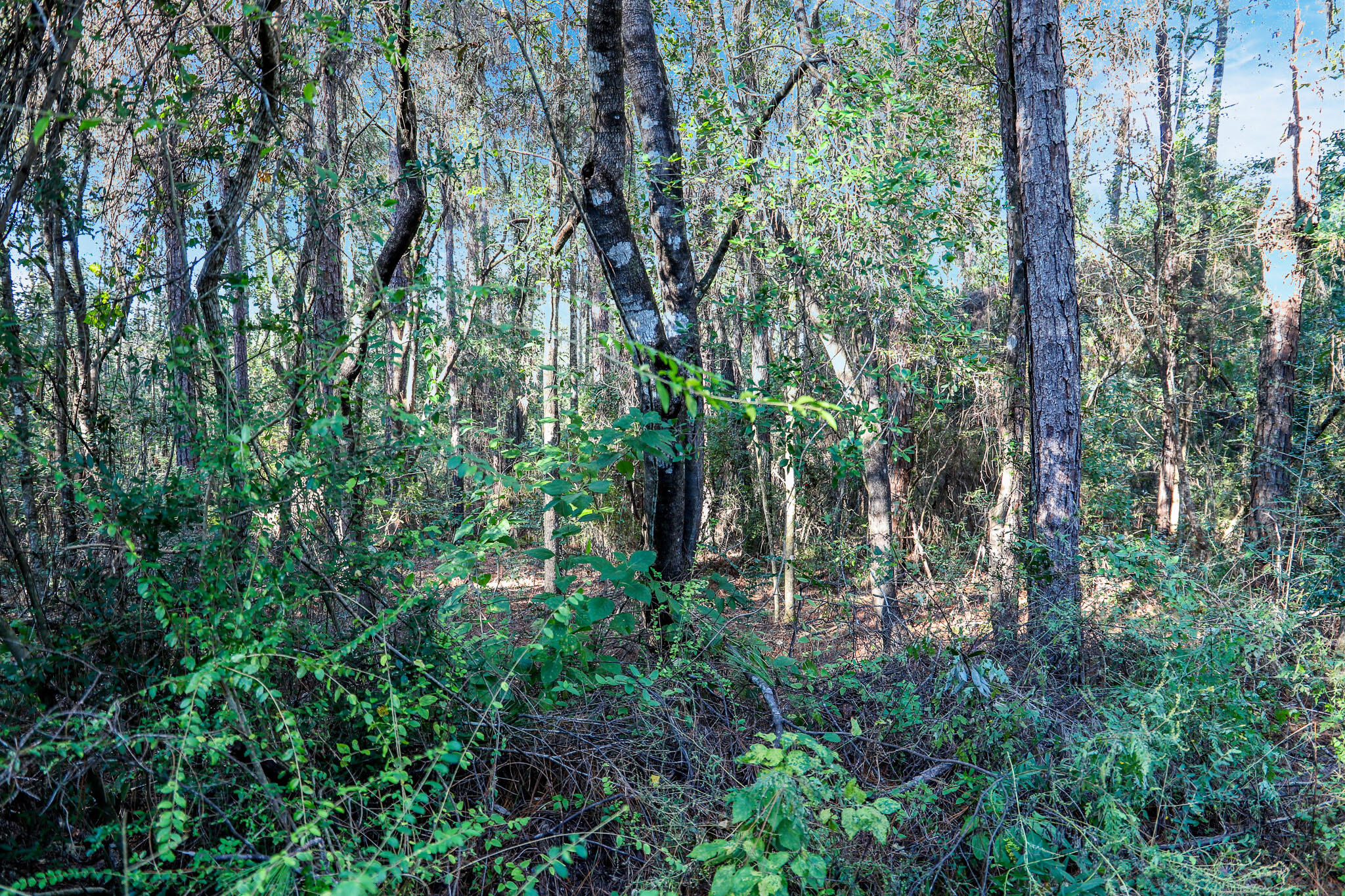 1.5 Acres Grace Drive Defuniak Springs FL 32433