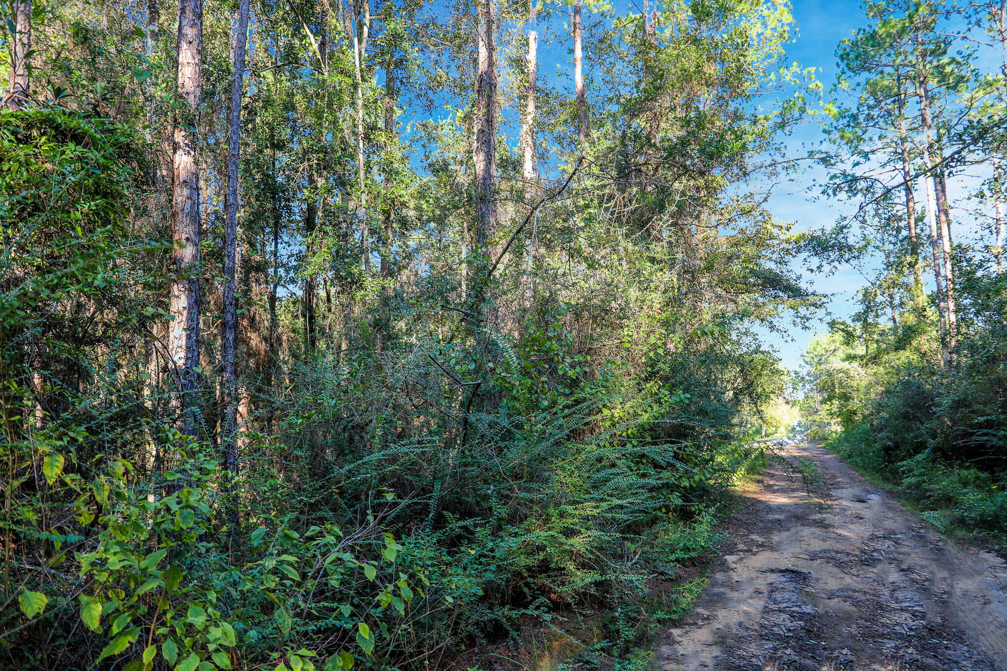 1.5 Acres Grace Drive Defuniak Springs FL 32433