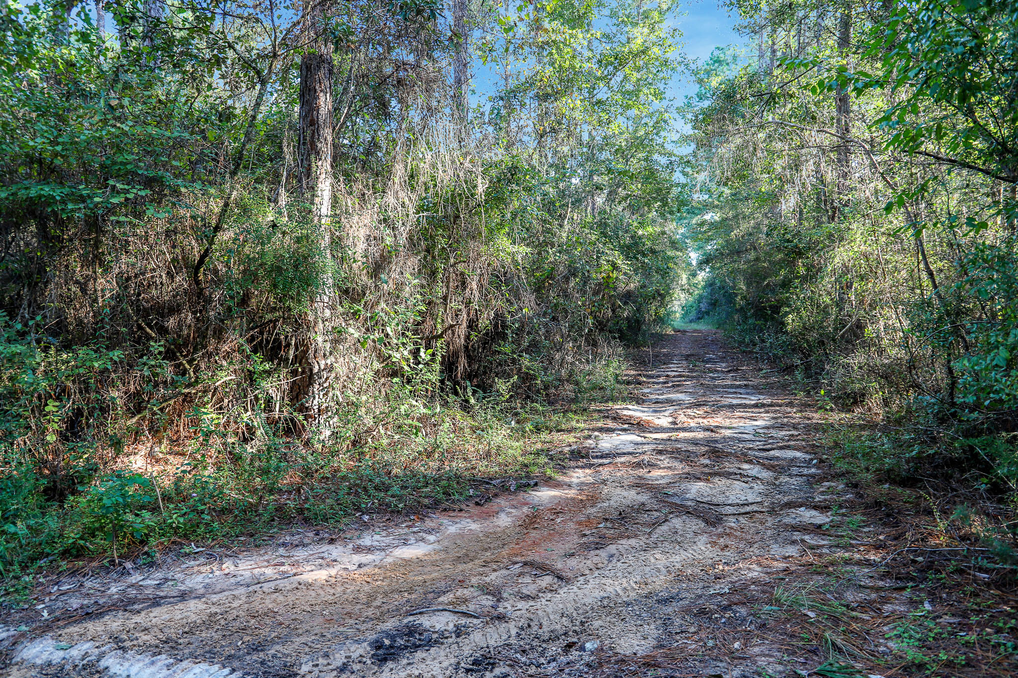 1.5 Acres Grace Drive Defuniak Springs FL 32433