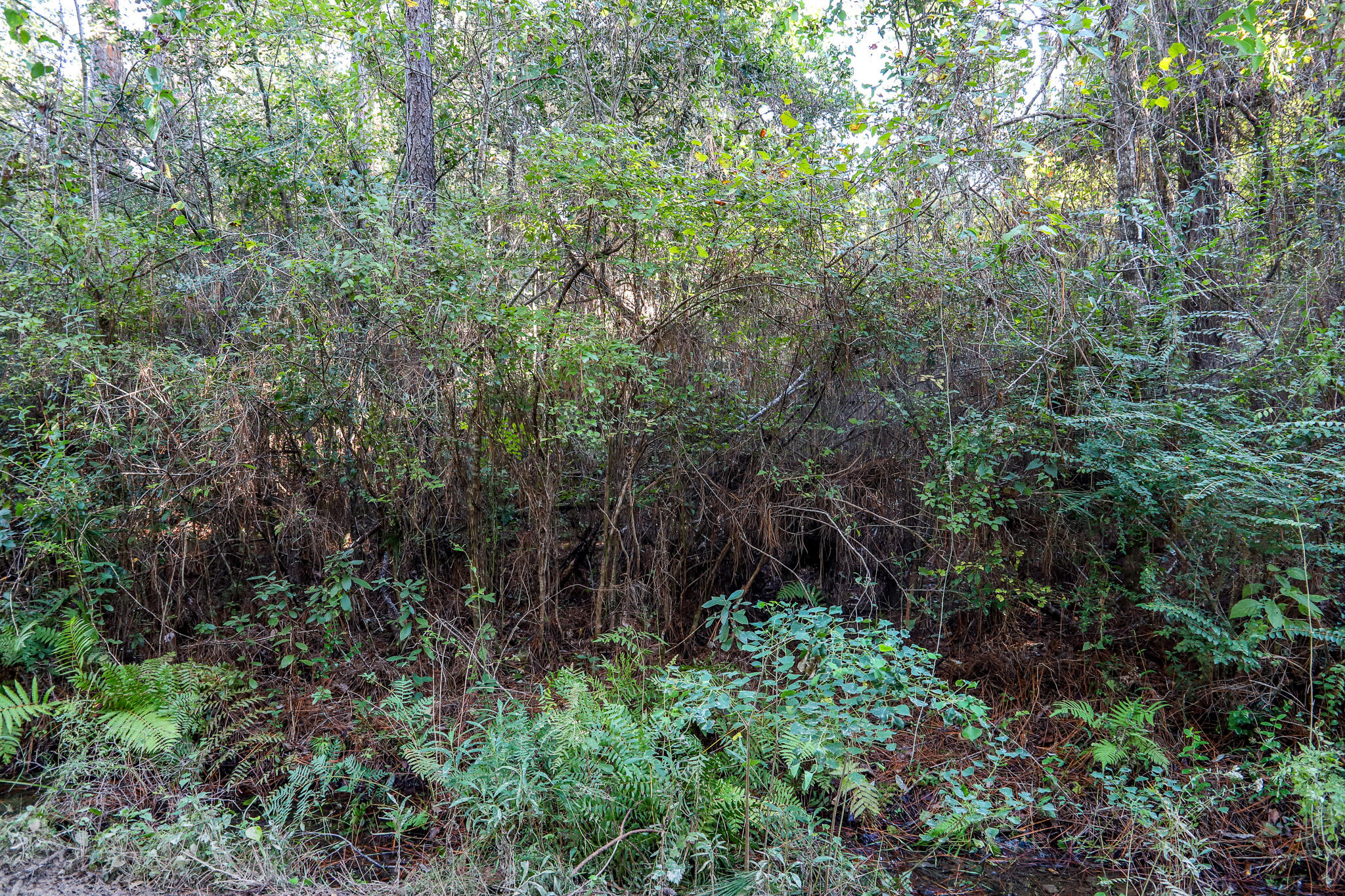 1.5 Acres Grace Drive Defuniak Springs FL 32433