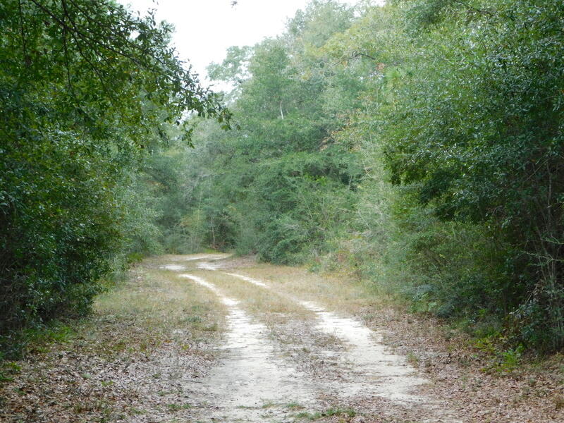 Tbd Wiggins Road Holt FL 32564