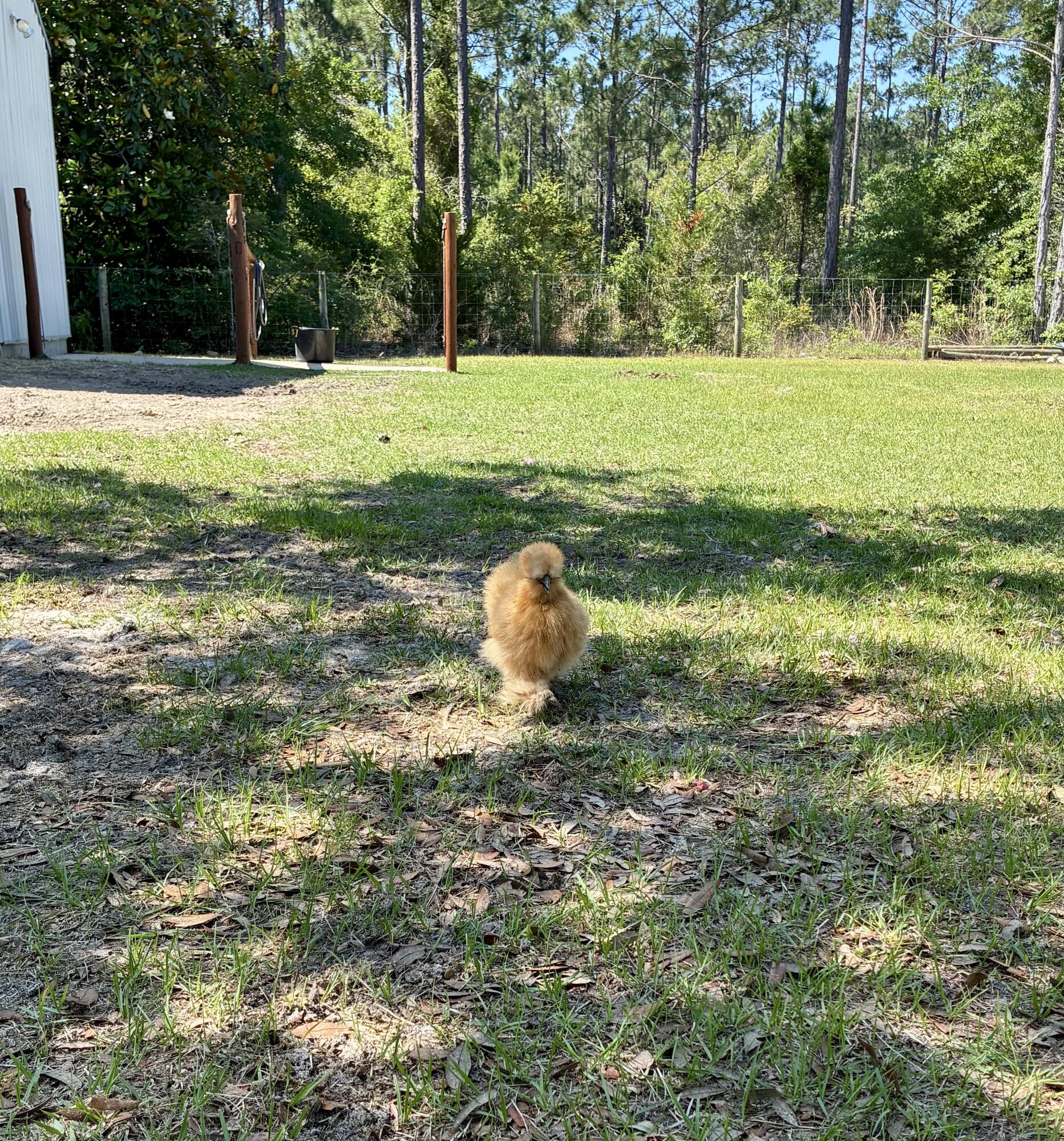 2350 N County Highway 393 Santa Rosa Beach FL 32459