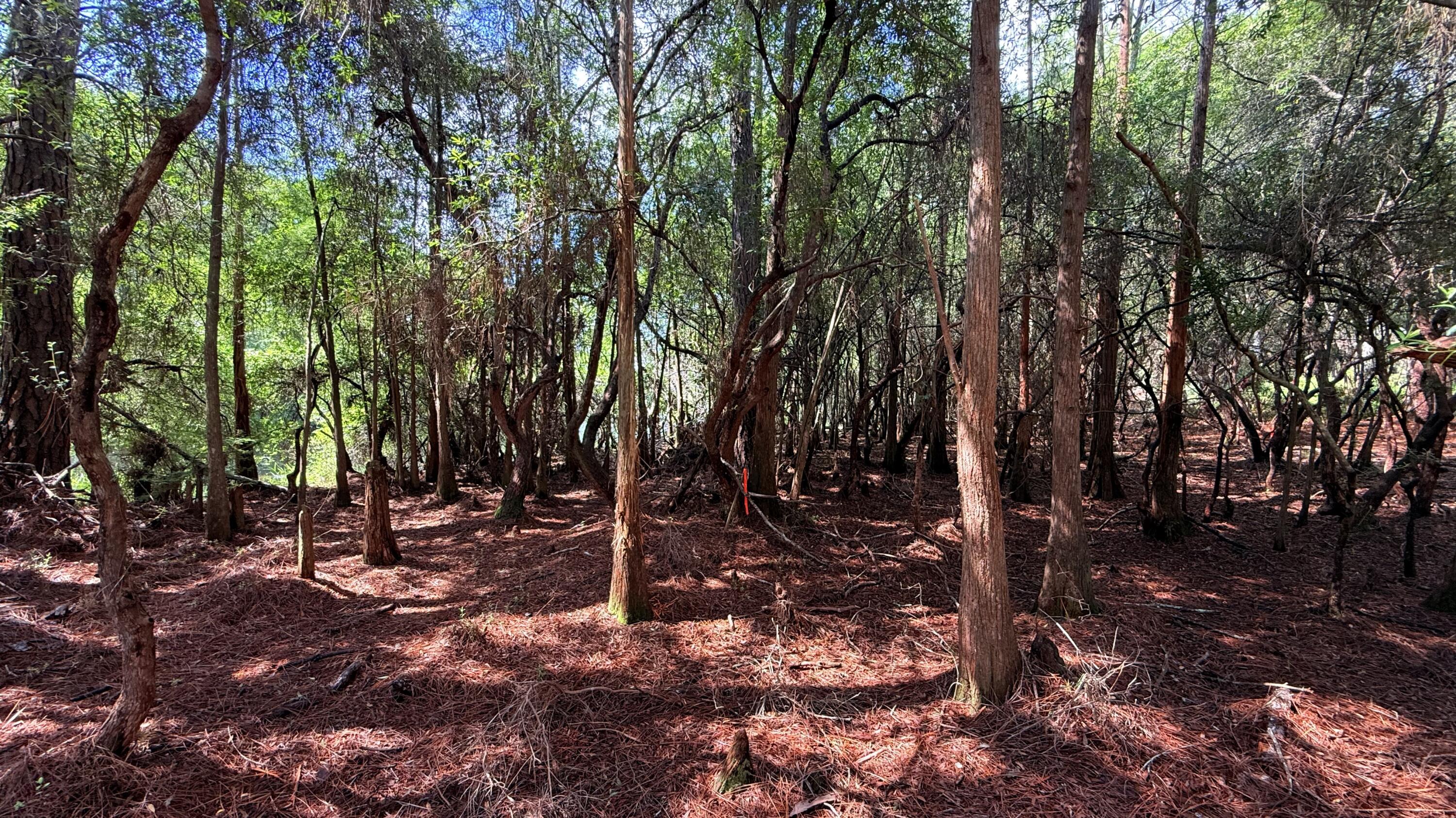 Tbd Lot 8 Gulf Hills Drive Santa Rosa Beach FL 32459