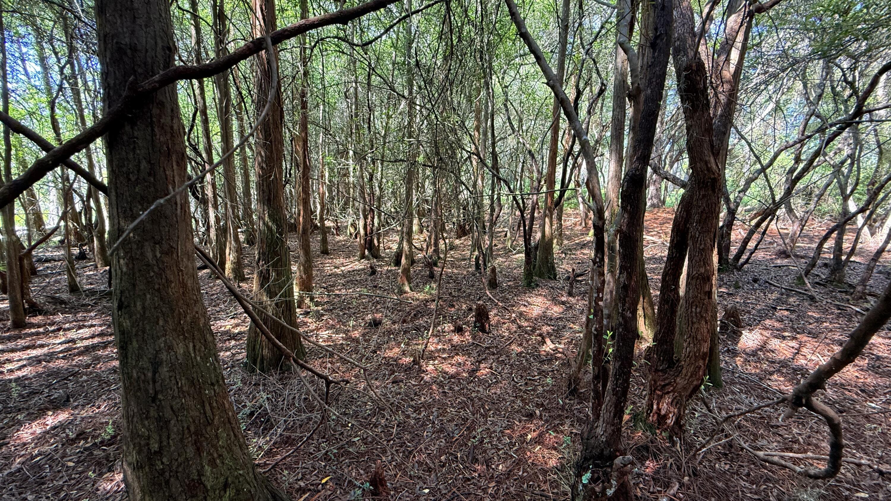 Tbd Lot 8 Gulf Hills Drive Santa Rosa Beach FL 32459