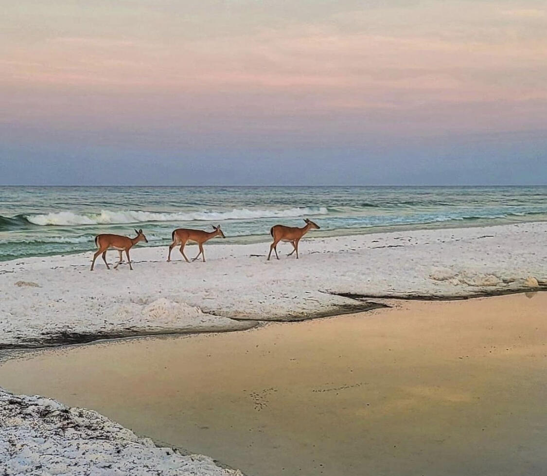 27 Anchor Rode Circle Santa Rosa Beach FL 32459