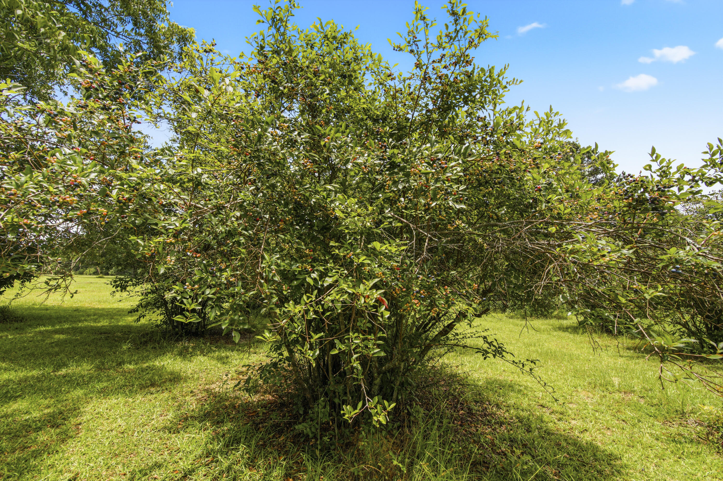 8116 Highway 393 Highway Laurel Hill FL 32567