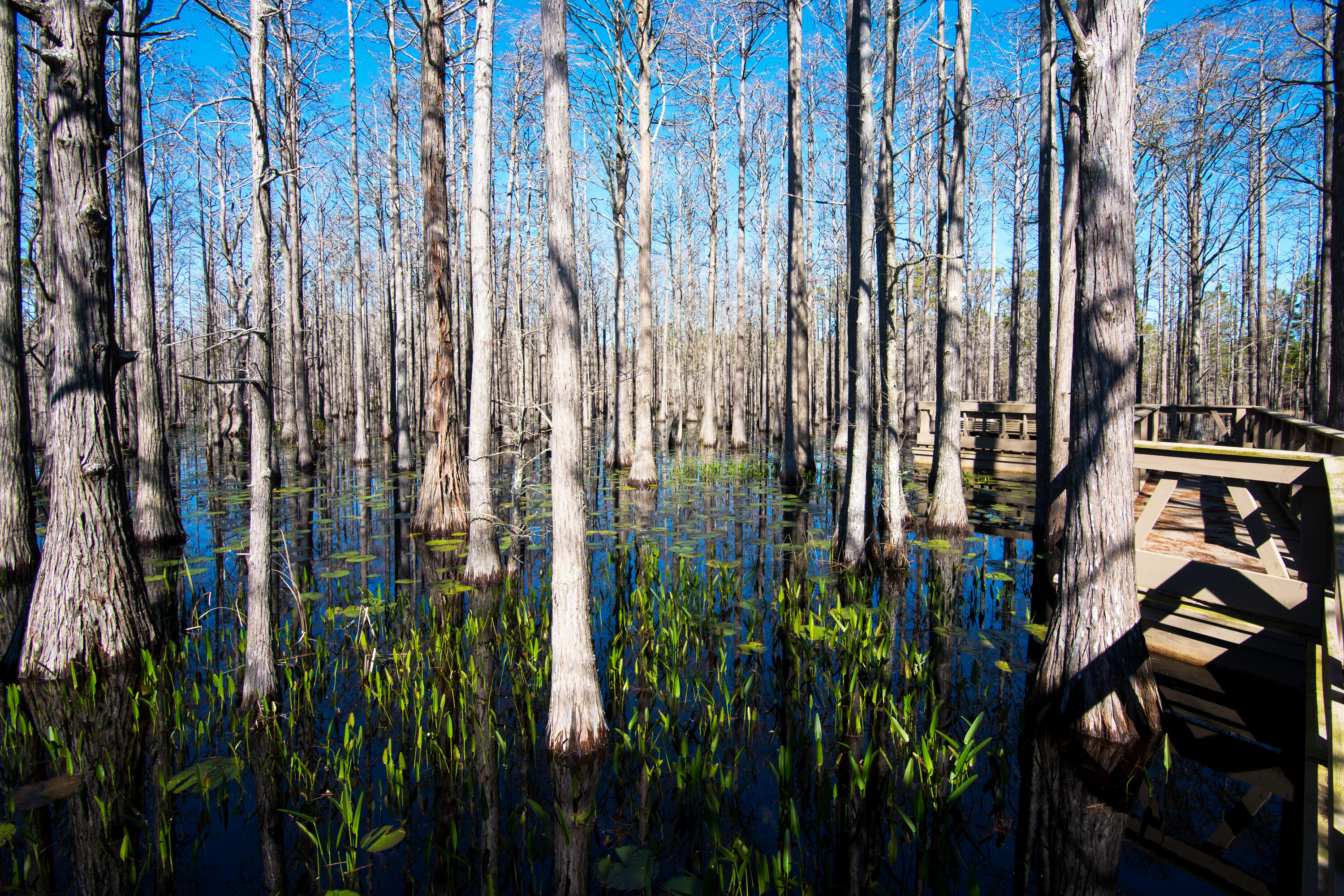 Lot 10 Cypress Drive Santa Rosa Beach FL 32459
