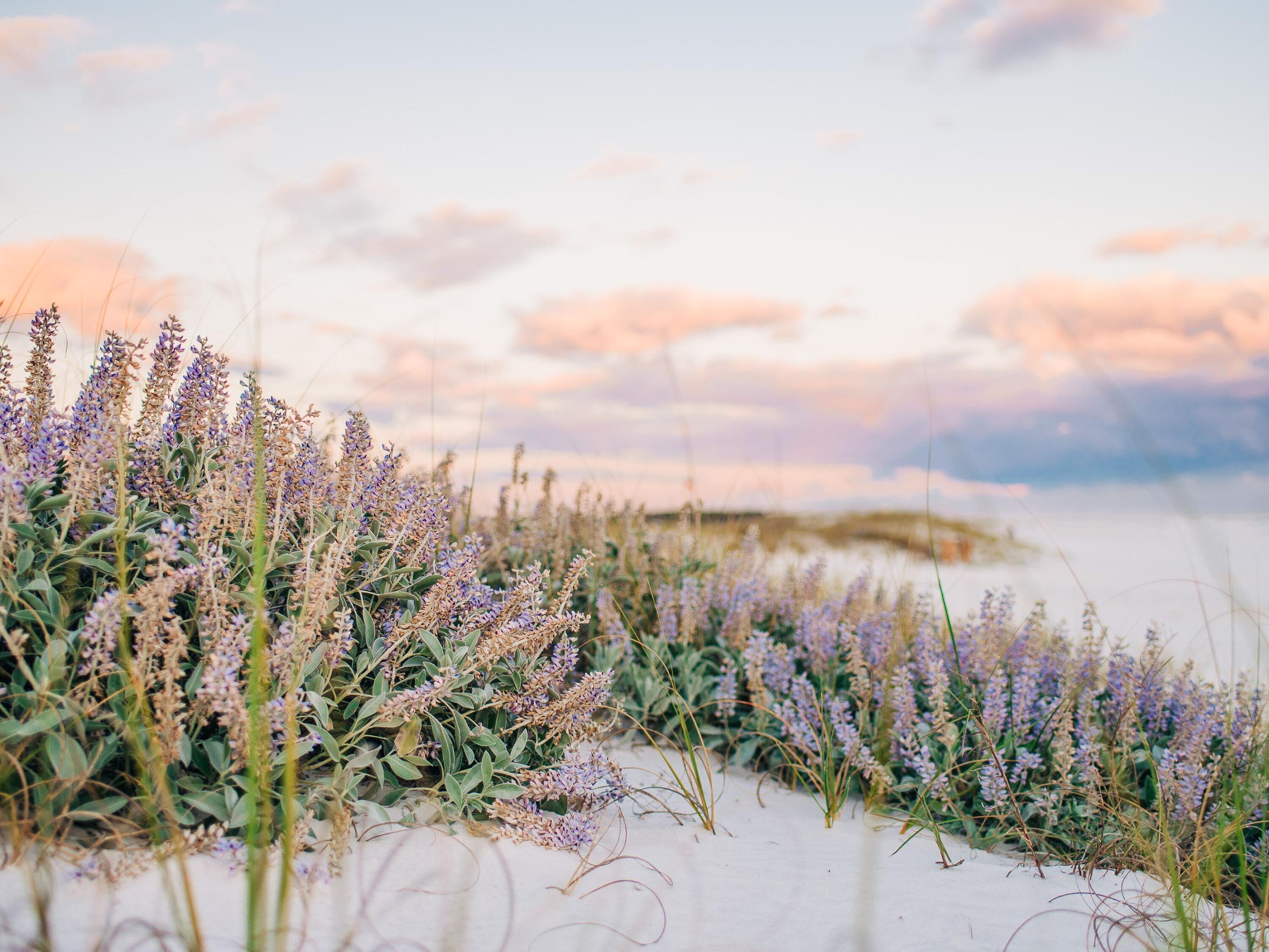 Lot 11 W Lupin Beach Inlet Beach FL 32461